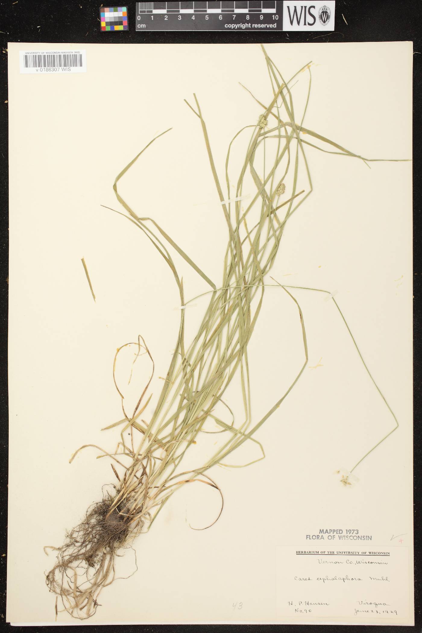 Carex cephalophora image