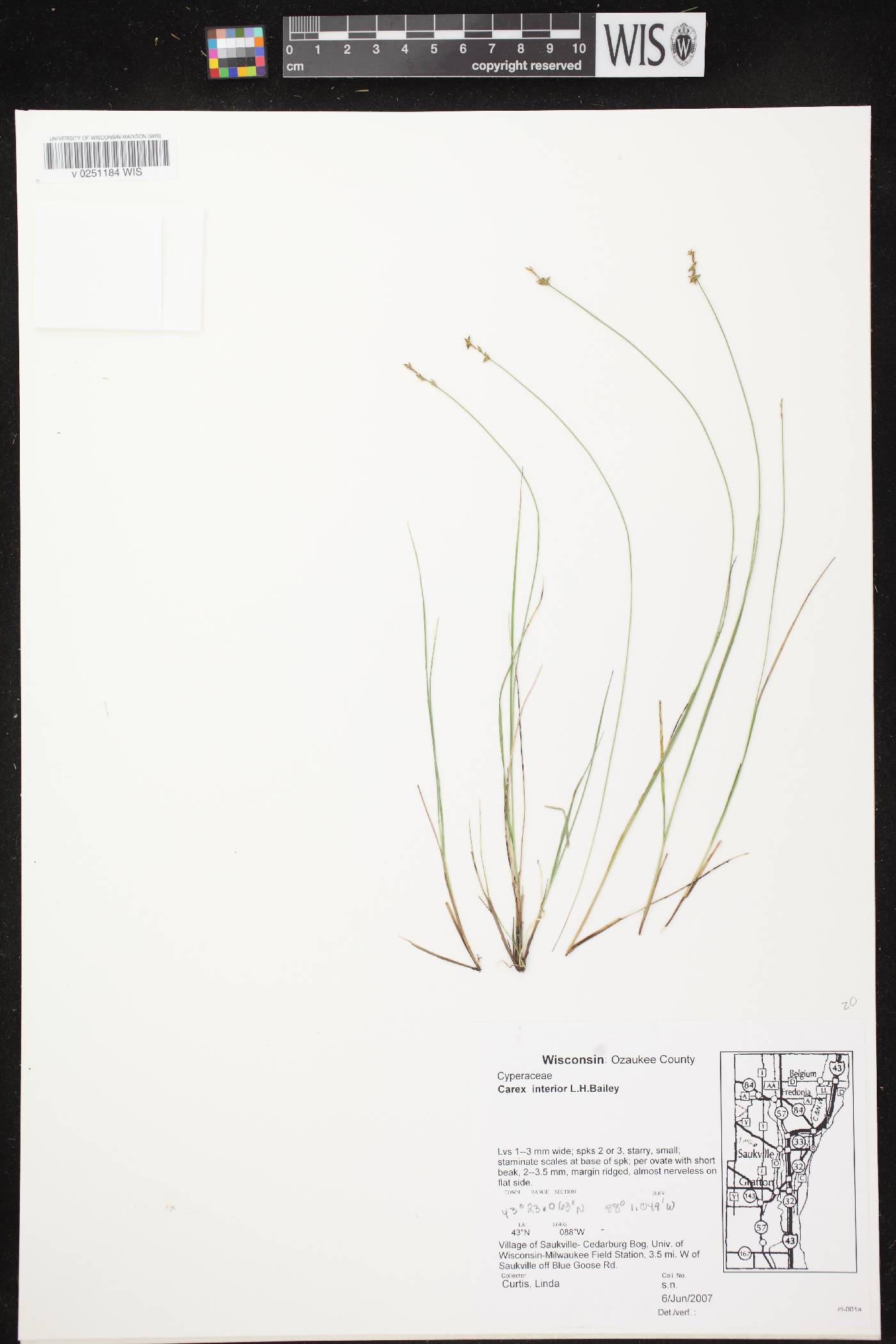 Carex interior image