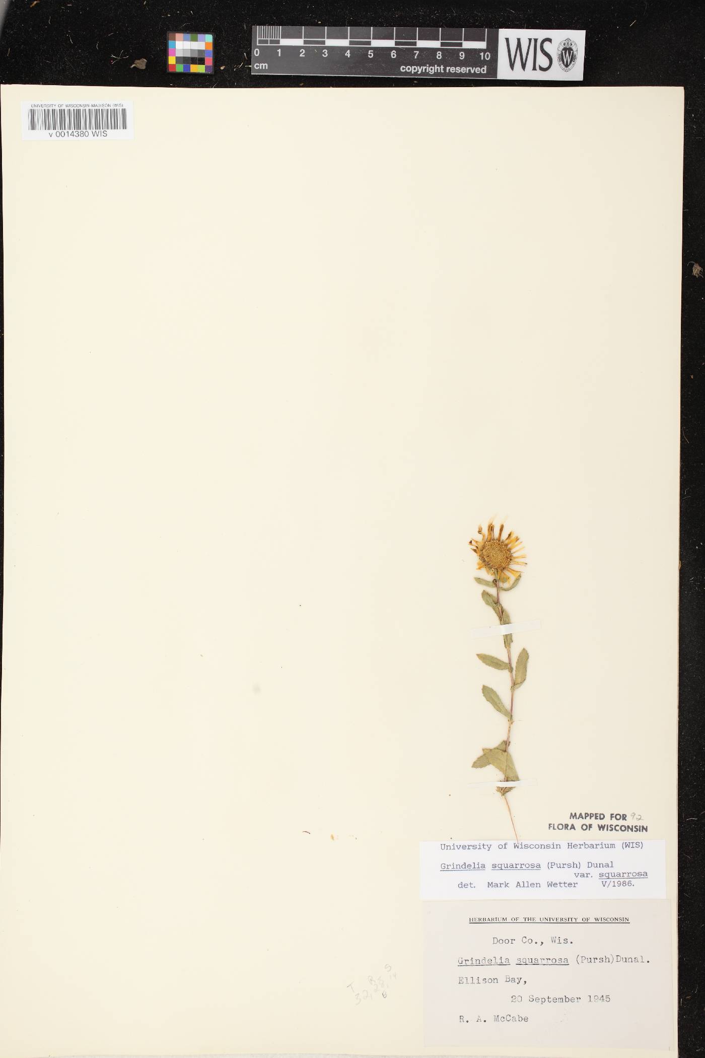 Grindelia squarrosa image