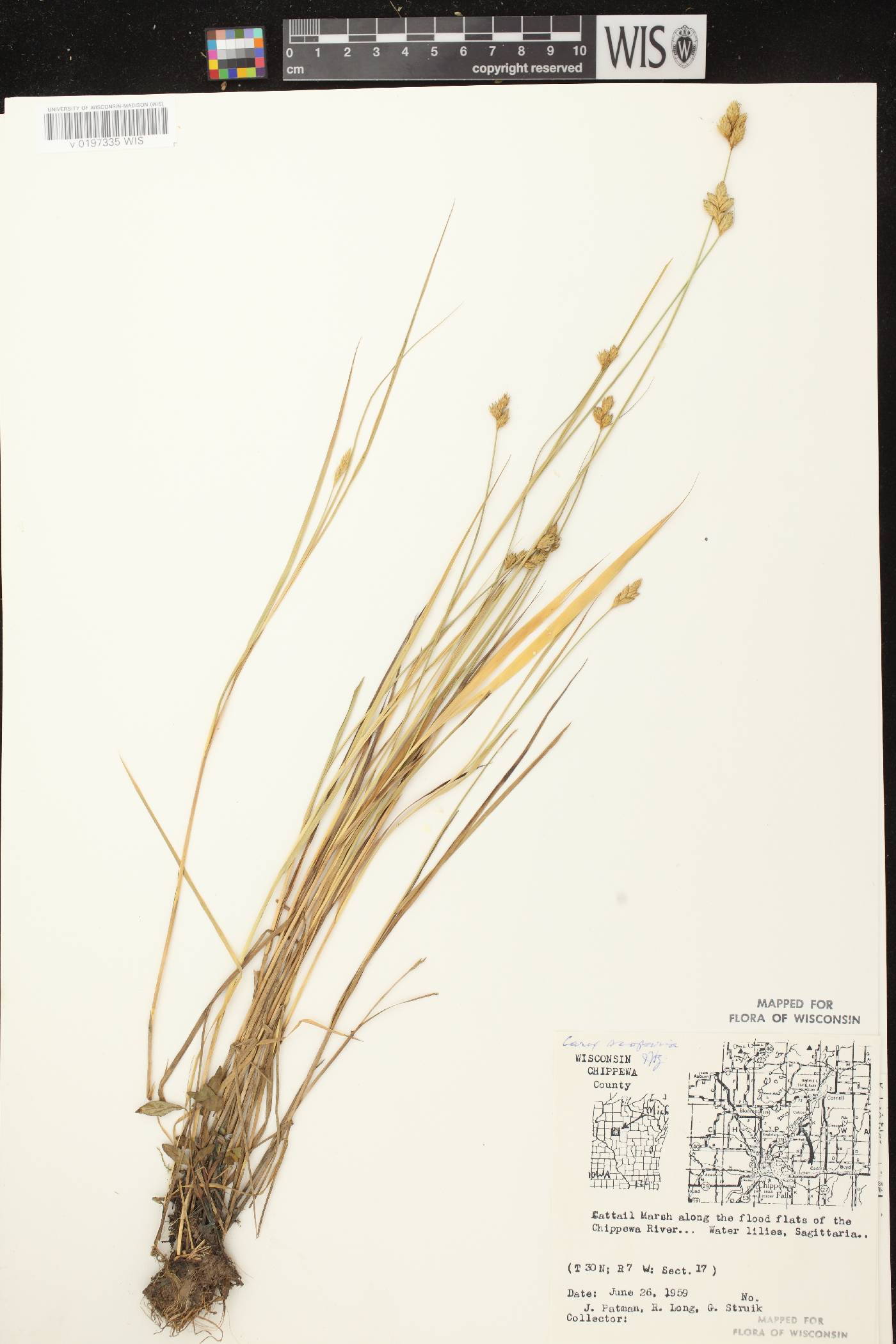 Carex scoparia var. scoparia image