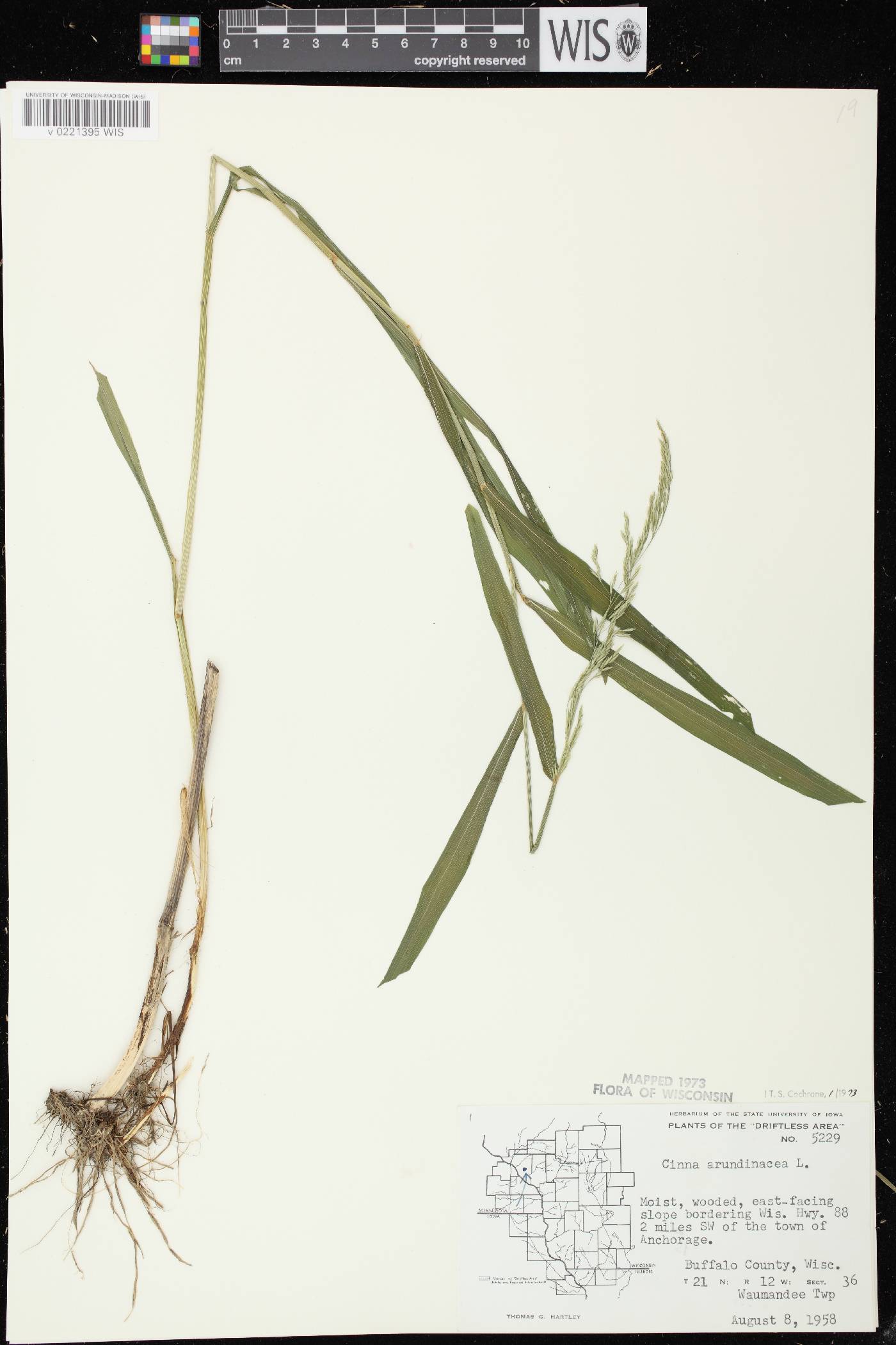 Cinna arundinacea image