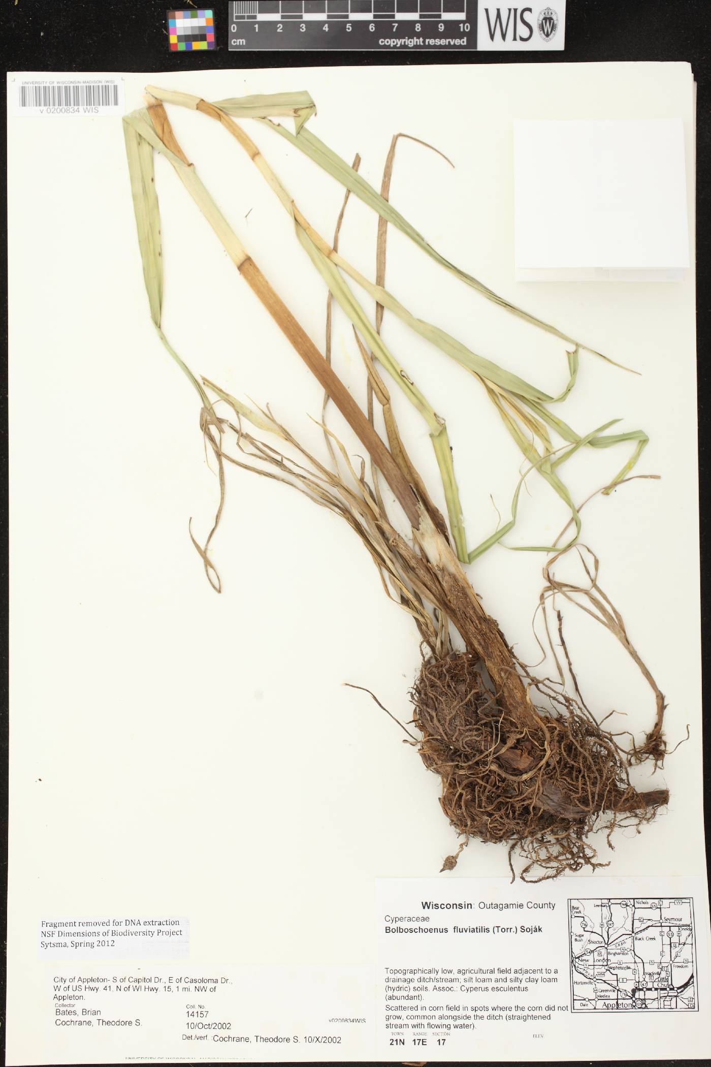 Bolboschoenus fluviatilis image
