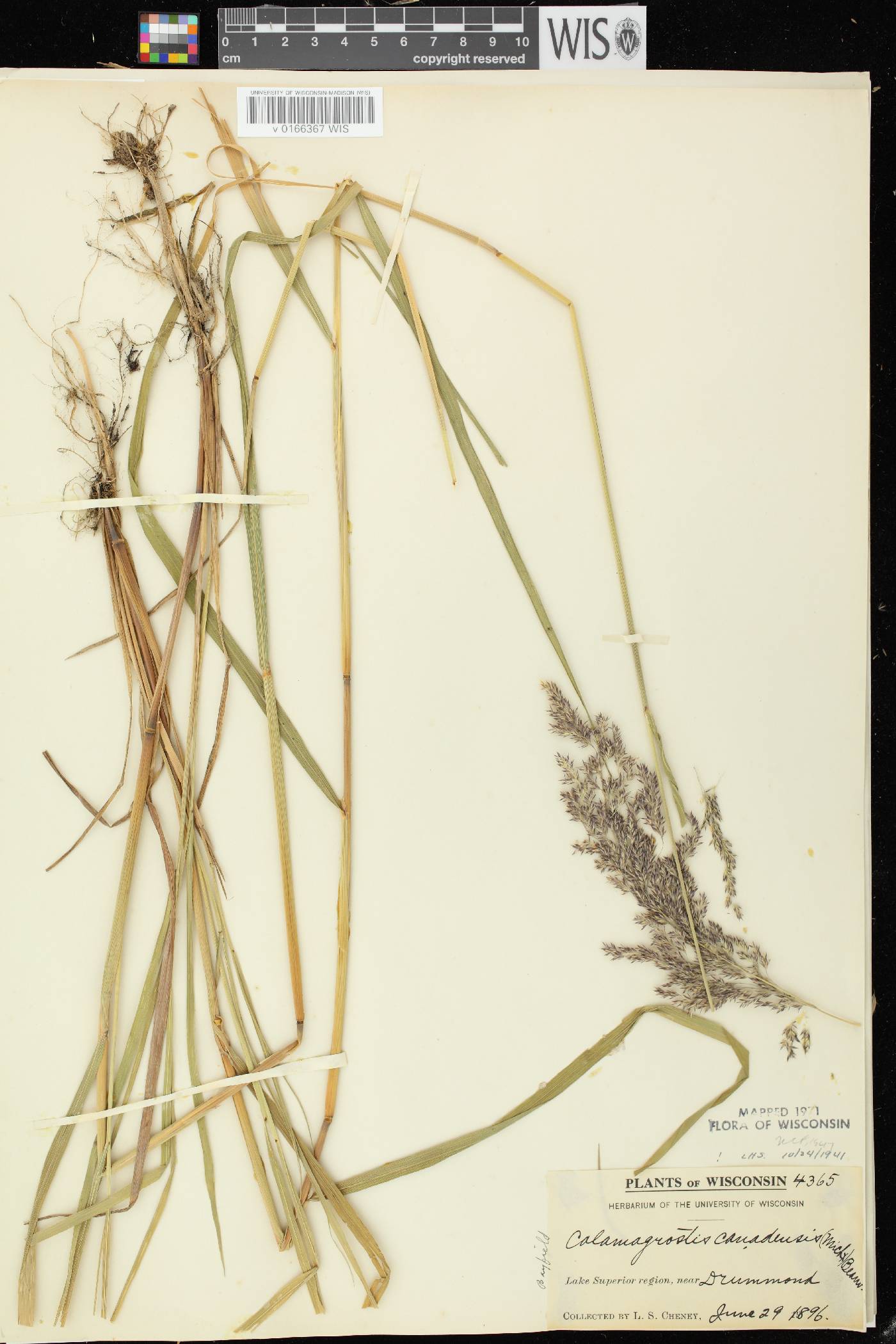 Calamagrostis canadensis var. canadensis image