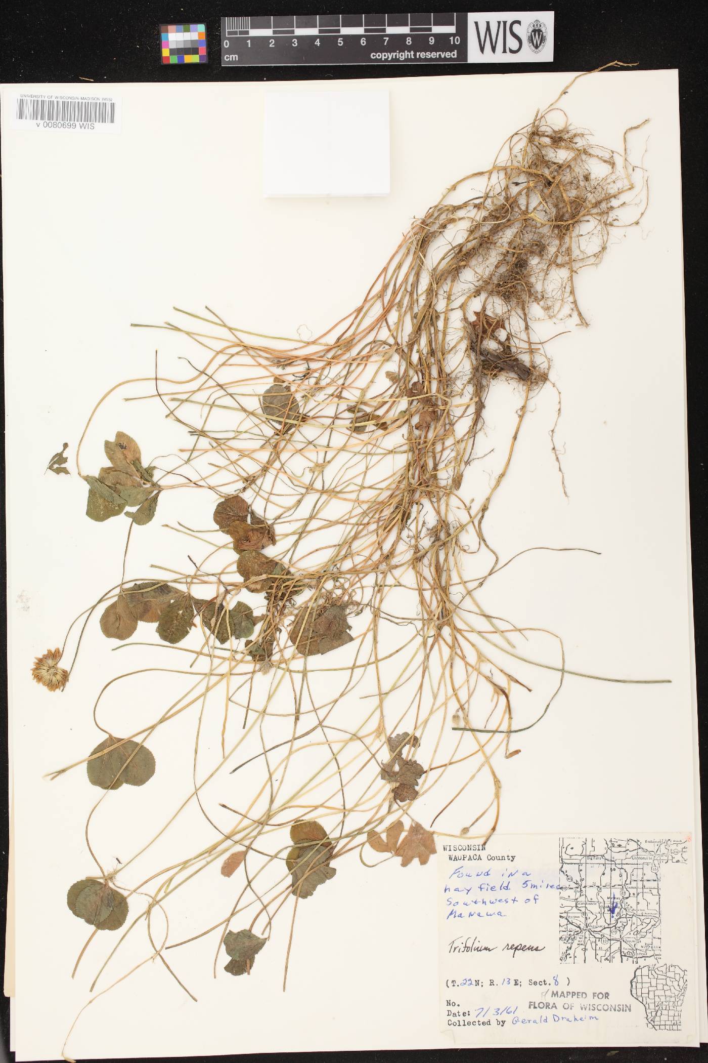 Trifolium repens image