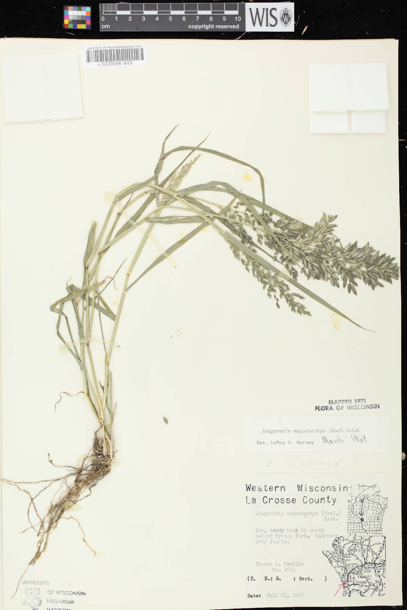 Eragrostis cilianensis image