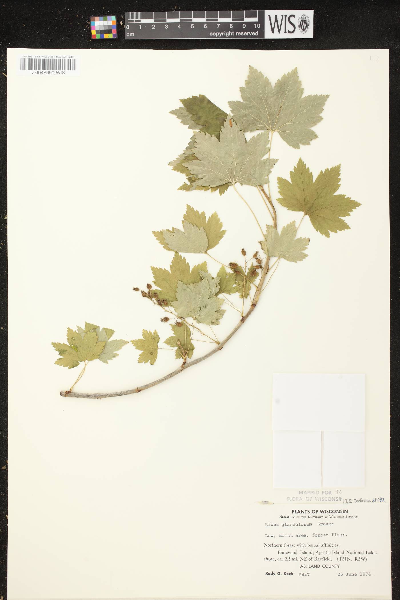 Ribes glandulosum image