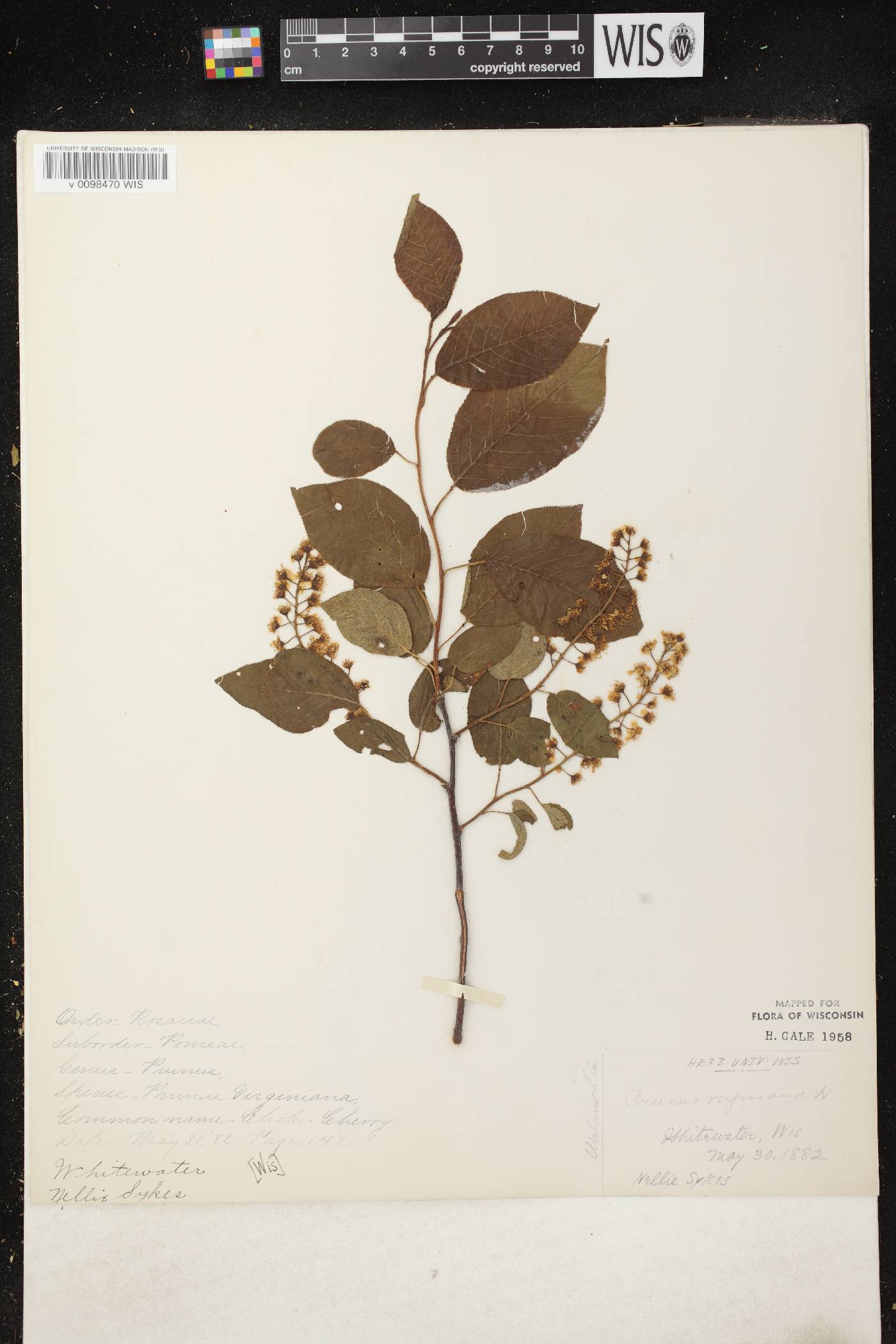Prunus virginiana image