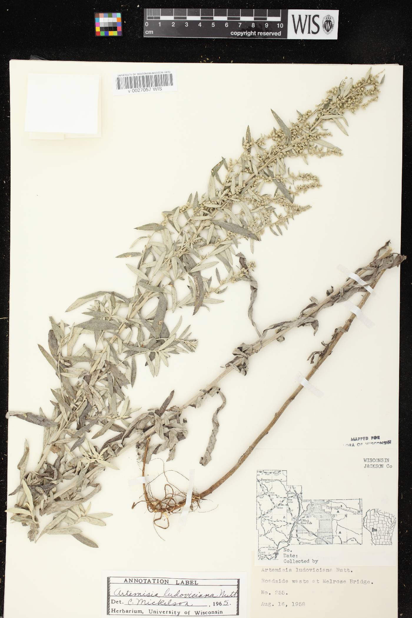 Artemisia ludoviciana image