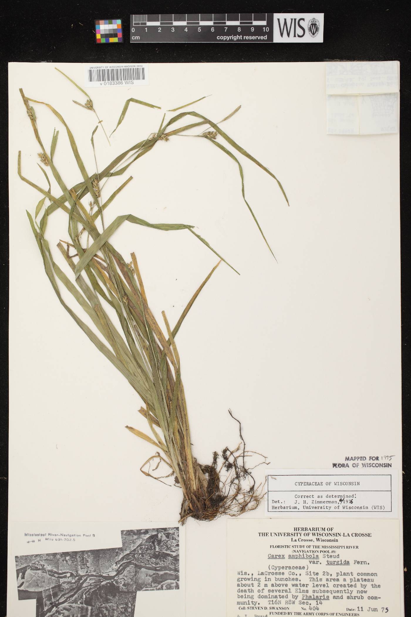 Carex grisea image