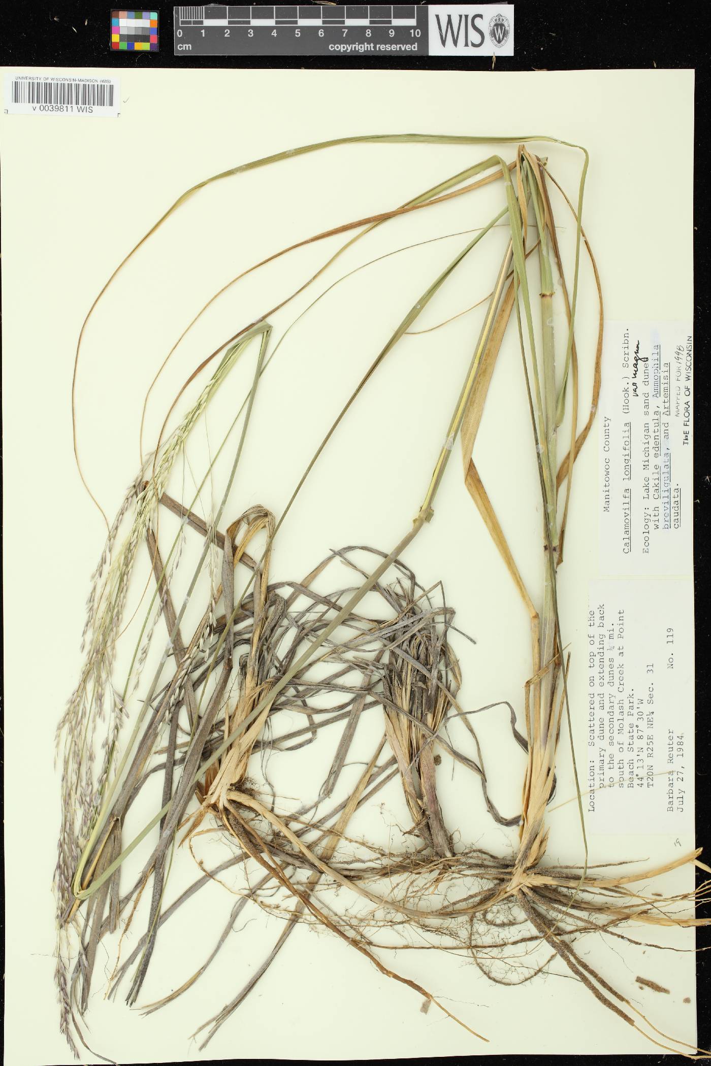 Calamovilfa longifolia image
