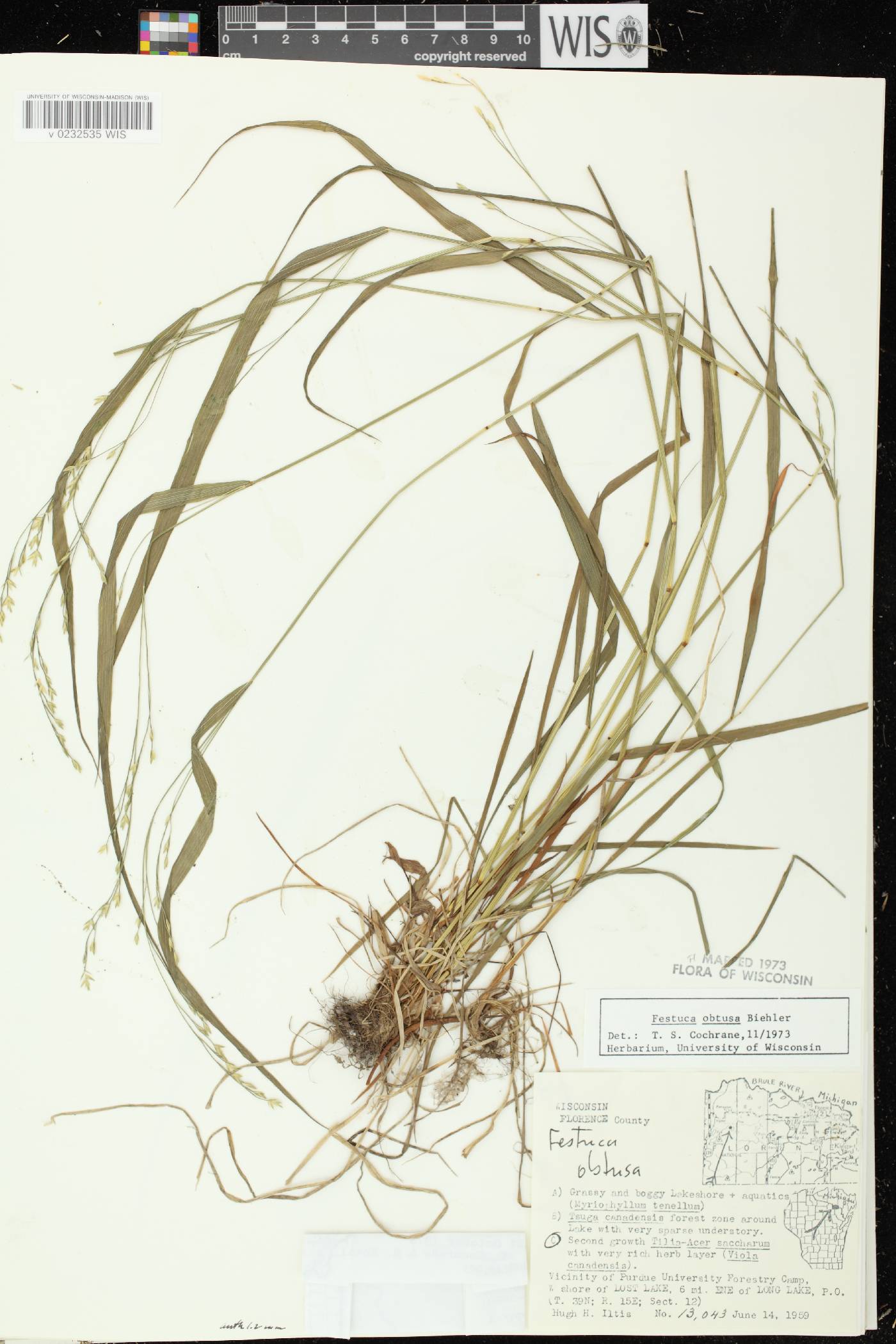 Festuca subverticillata image