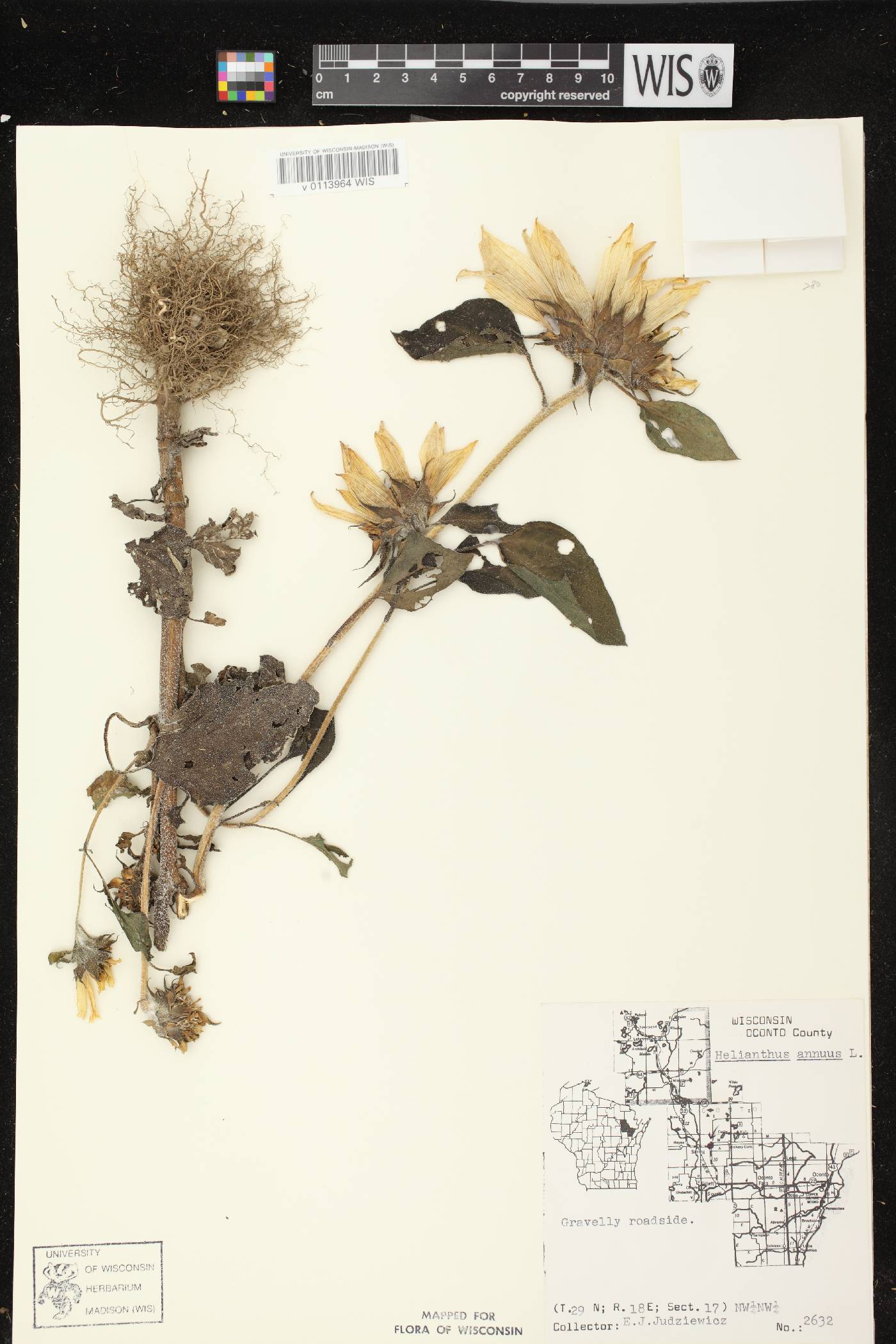 Helianthus annuus image