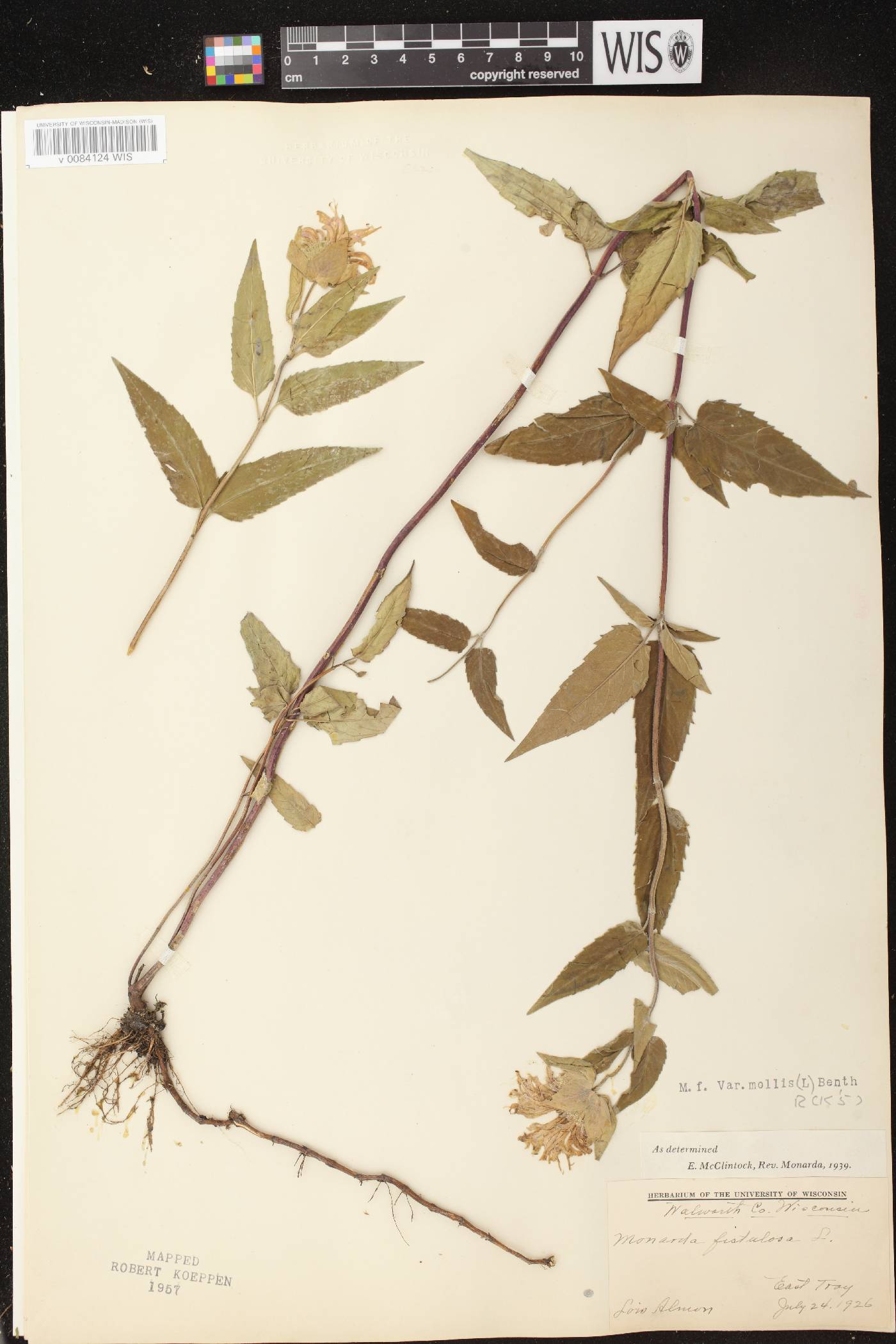 Monarda fistulosa subsp. fistulosa image