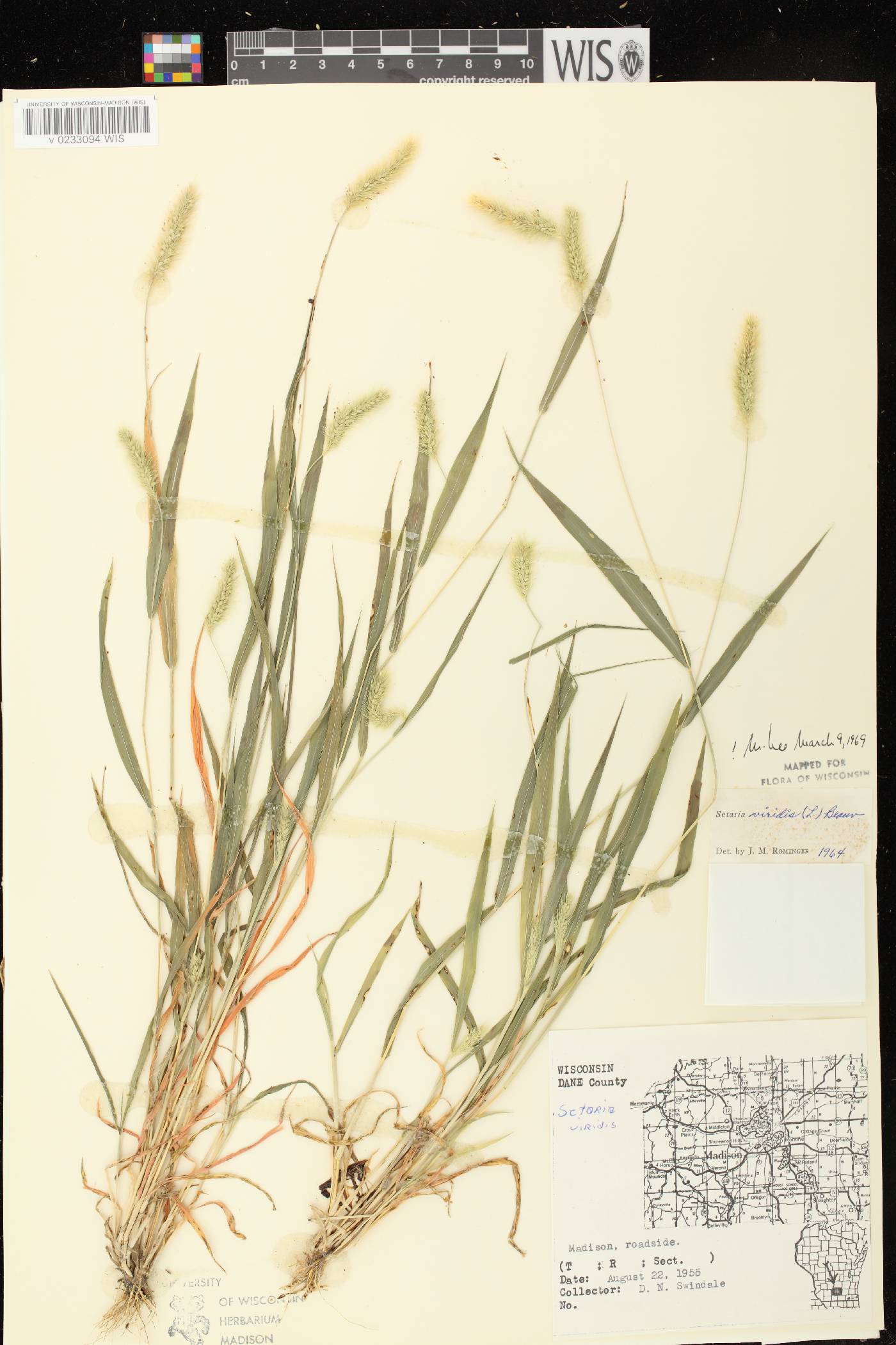 Setaria viridis var. viridis image