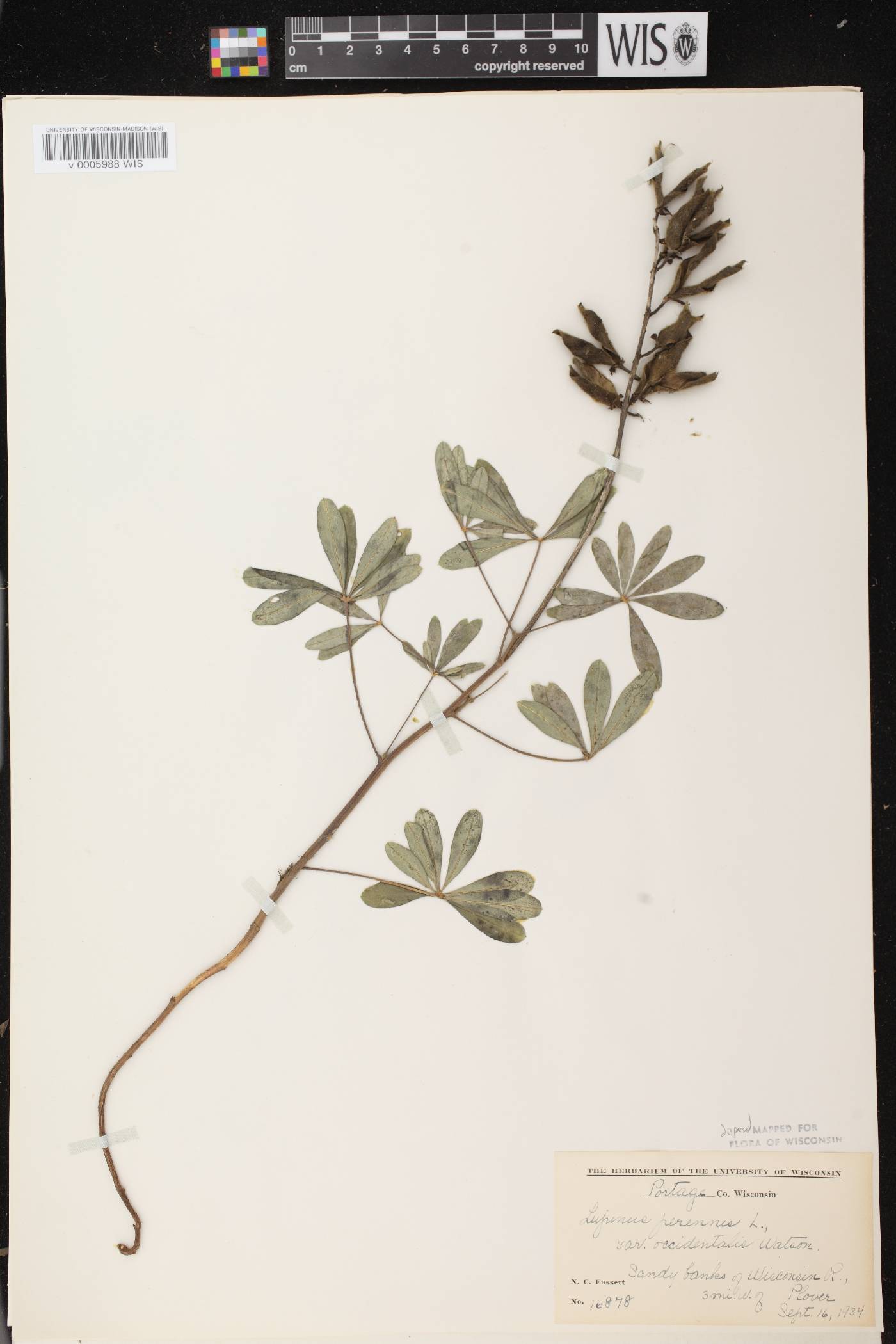Lupinus perennis var. occidentalis image