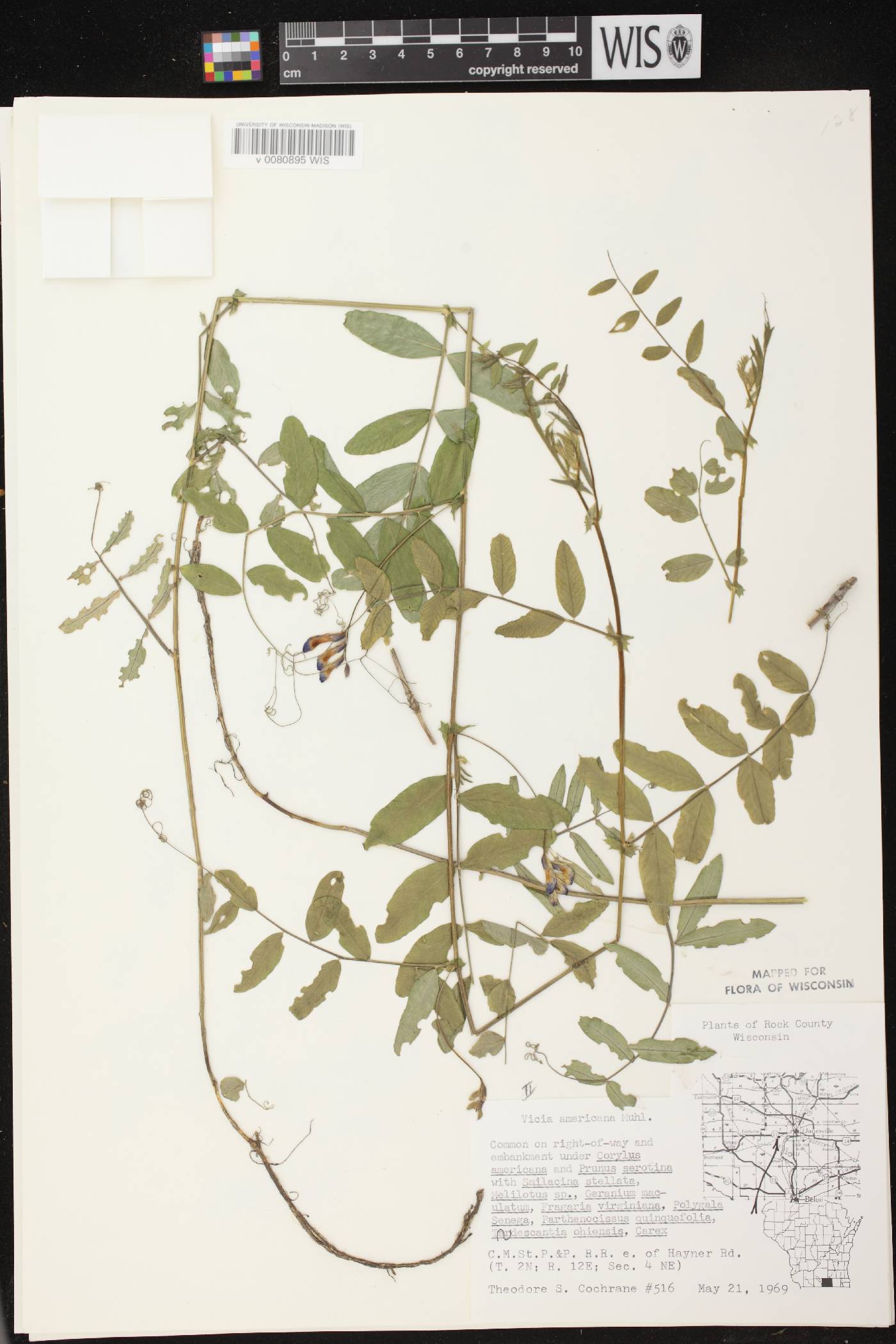 Vicia americana subsp. americana image