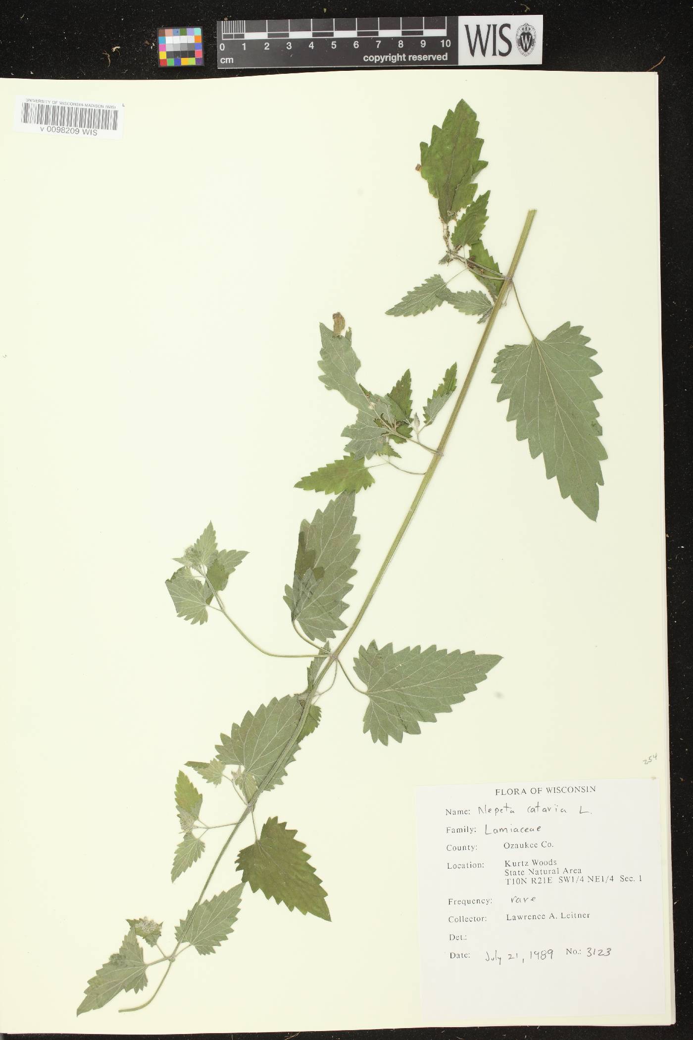 Nepeta cataria image