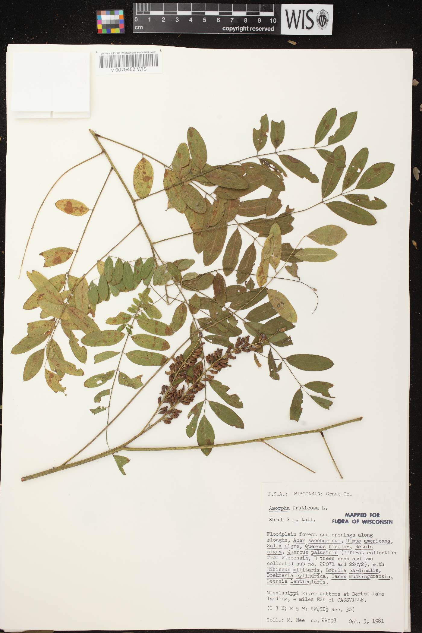 Amorpha fruticosa image
