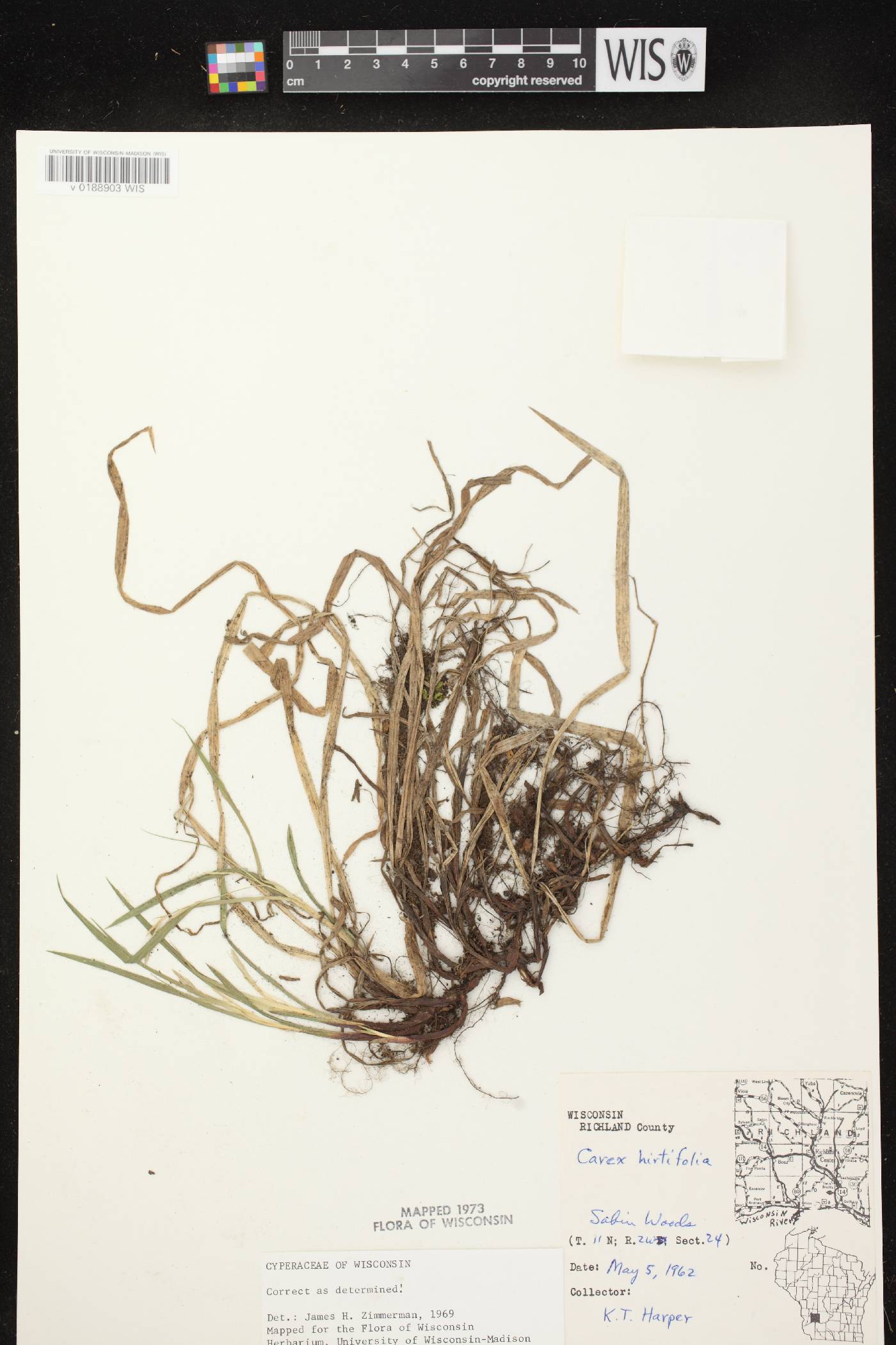 Carex hirtifolia image
