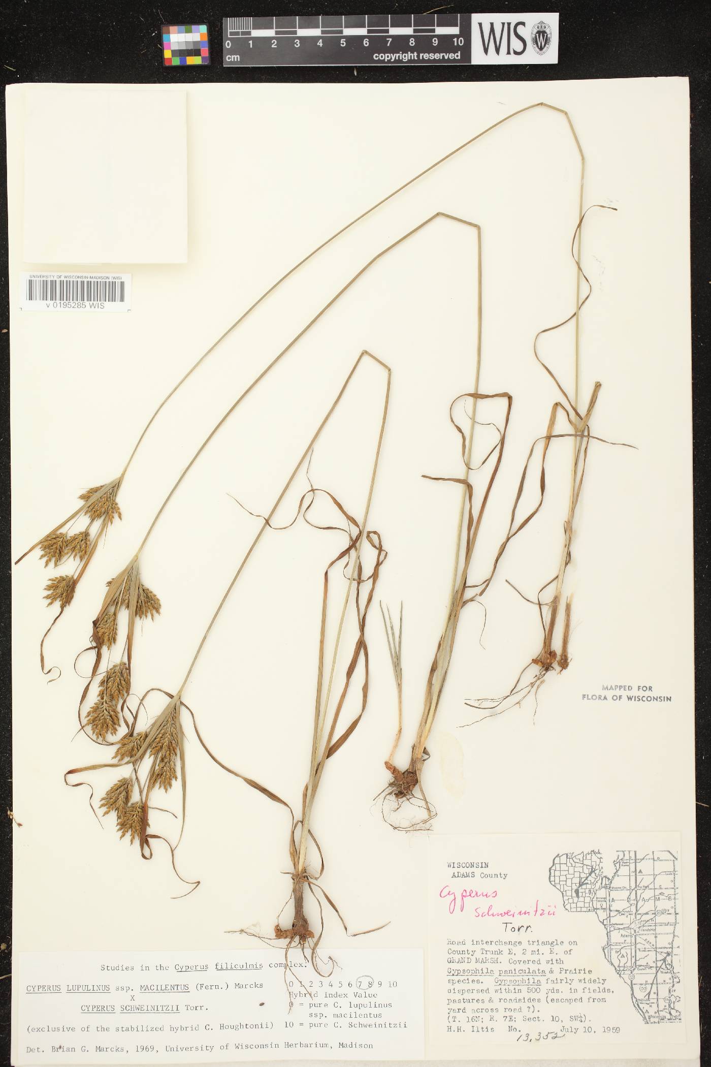 Cyperus lupulinus image