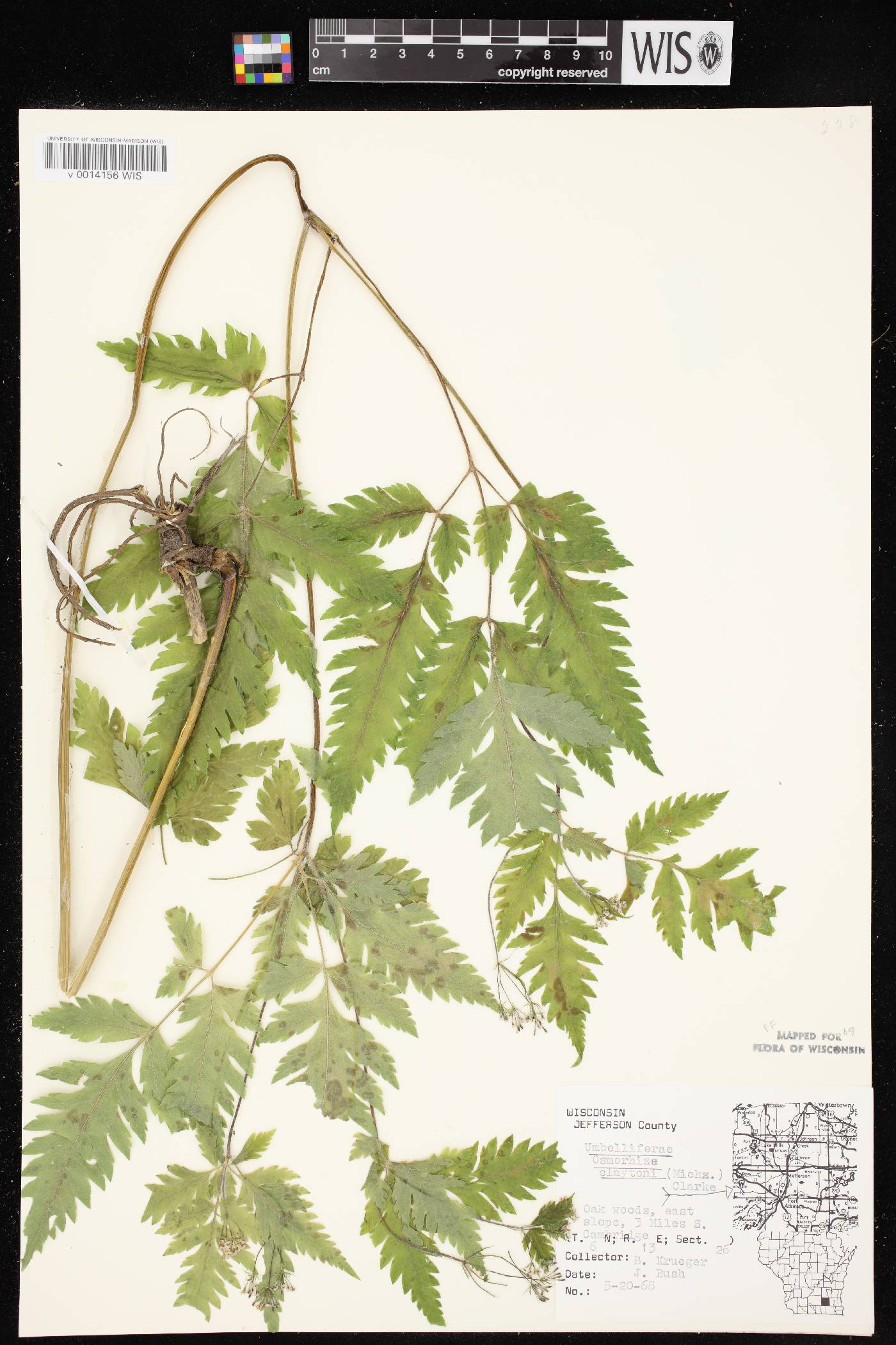 Osmorhiza claytonii image