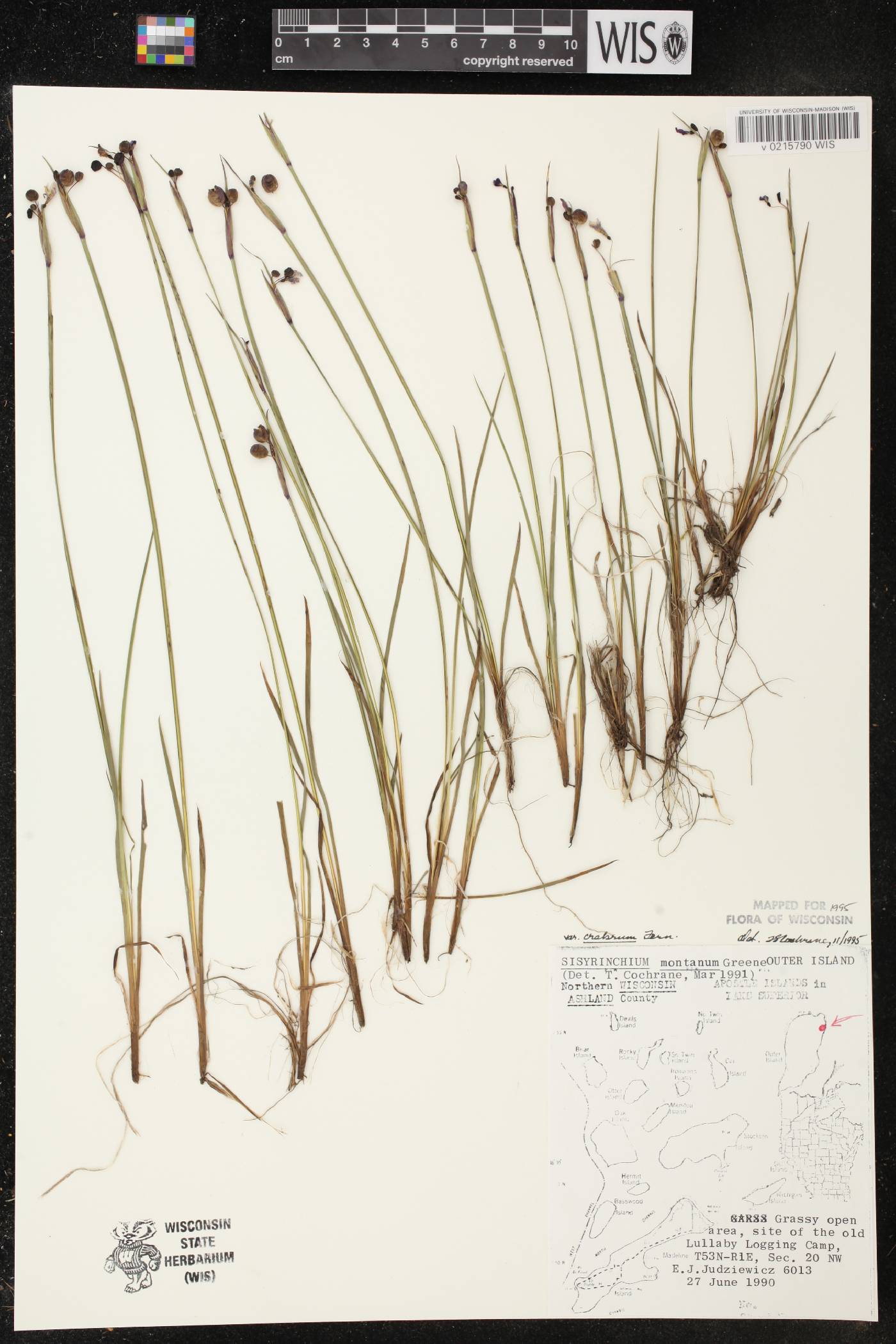 Sisyrinchium montanum image