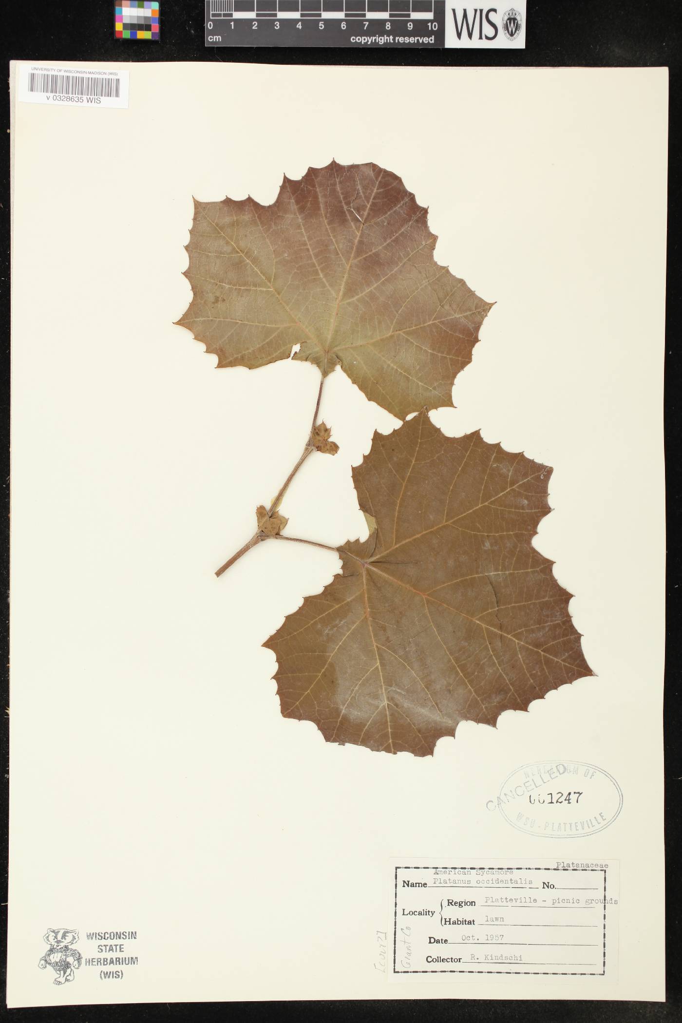 Platanus occidentalis image