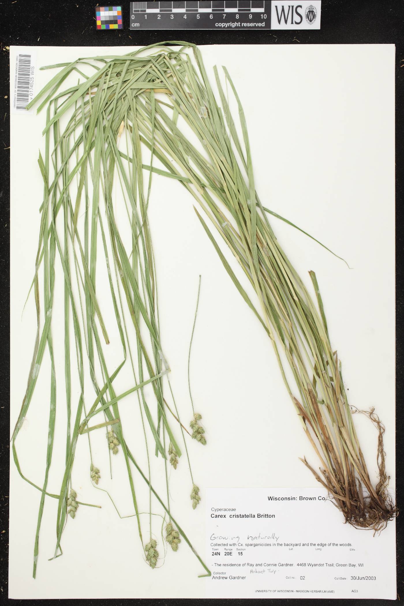 Carex cristatella image