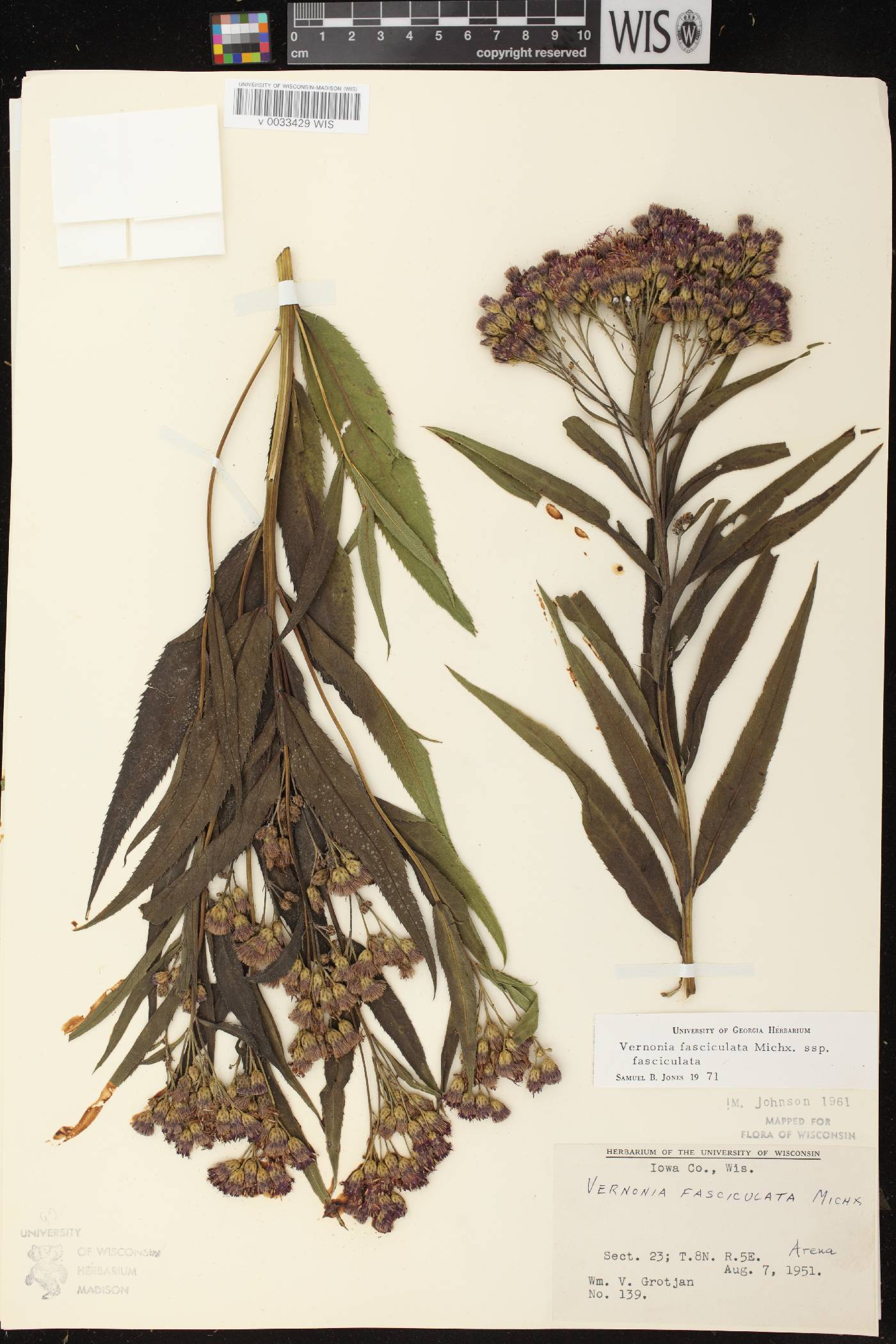 Vernonia fasciculata image