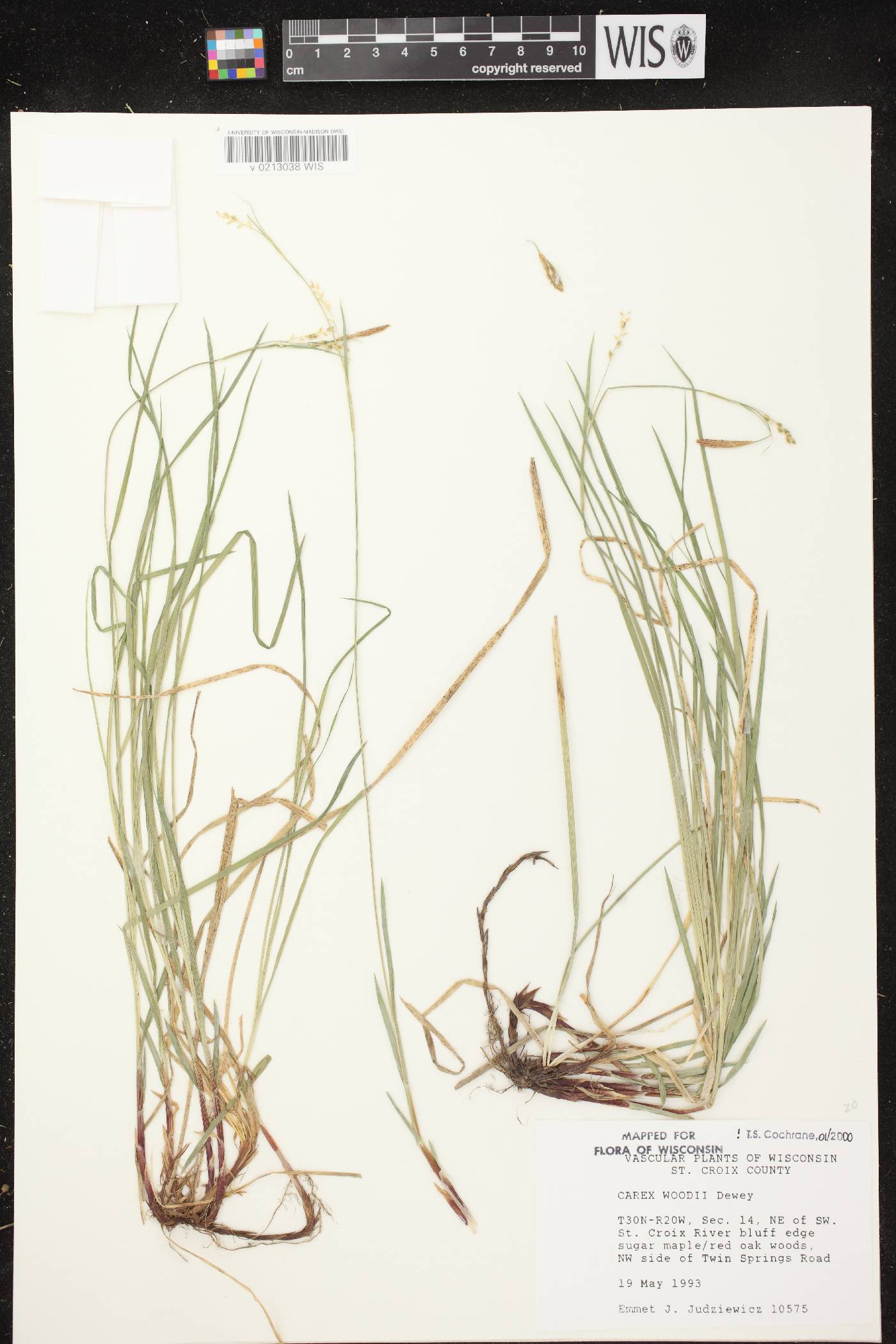 Carex woodii image