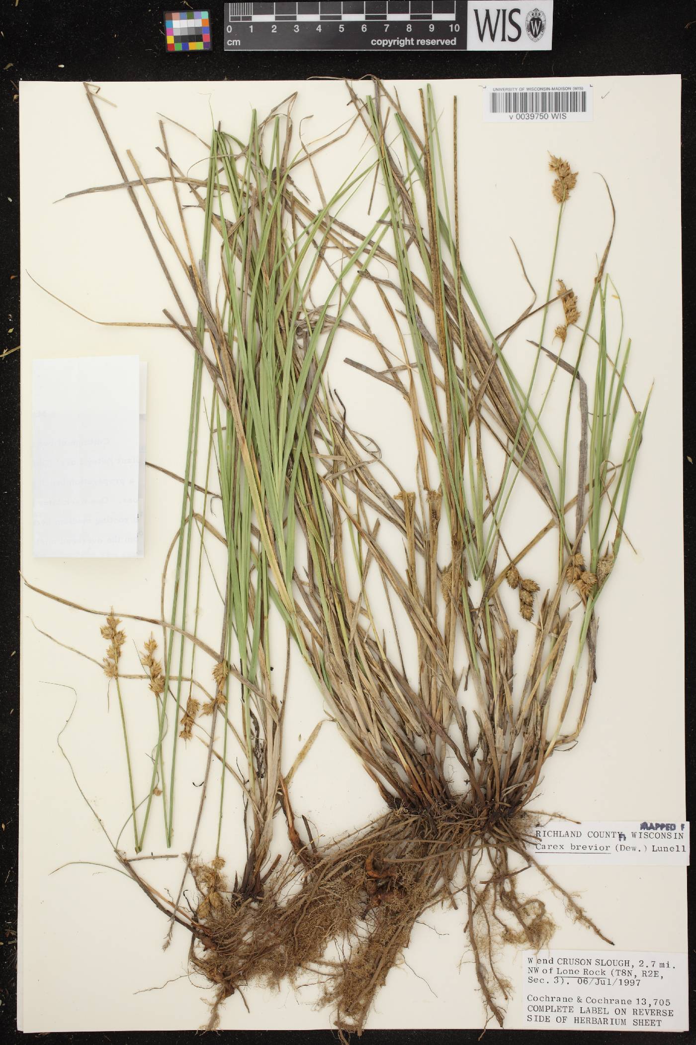 Carex brevior image