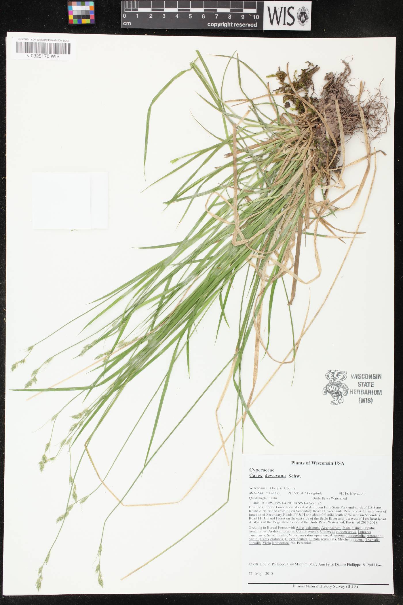 Carex deweyana image