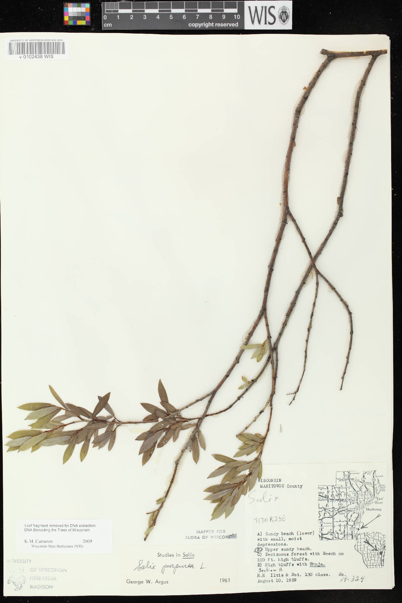 Salix purpurea image