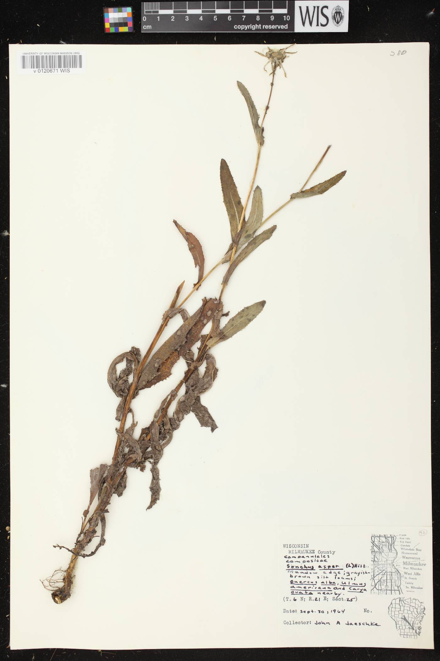Sonchus asper image