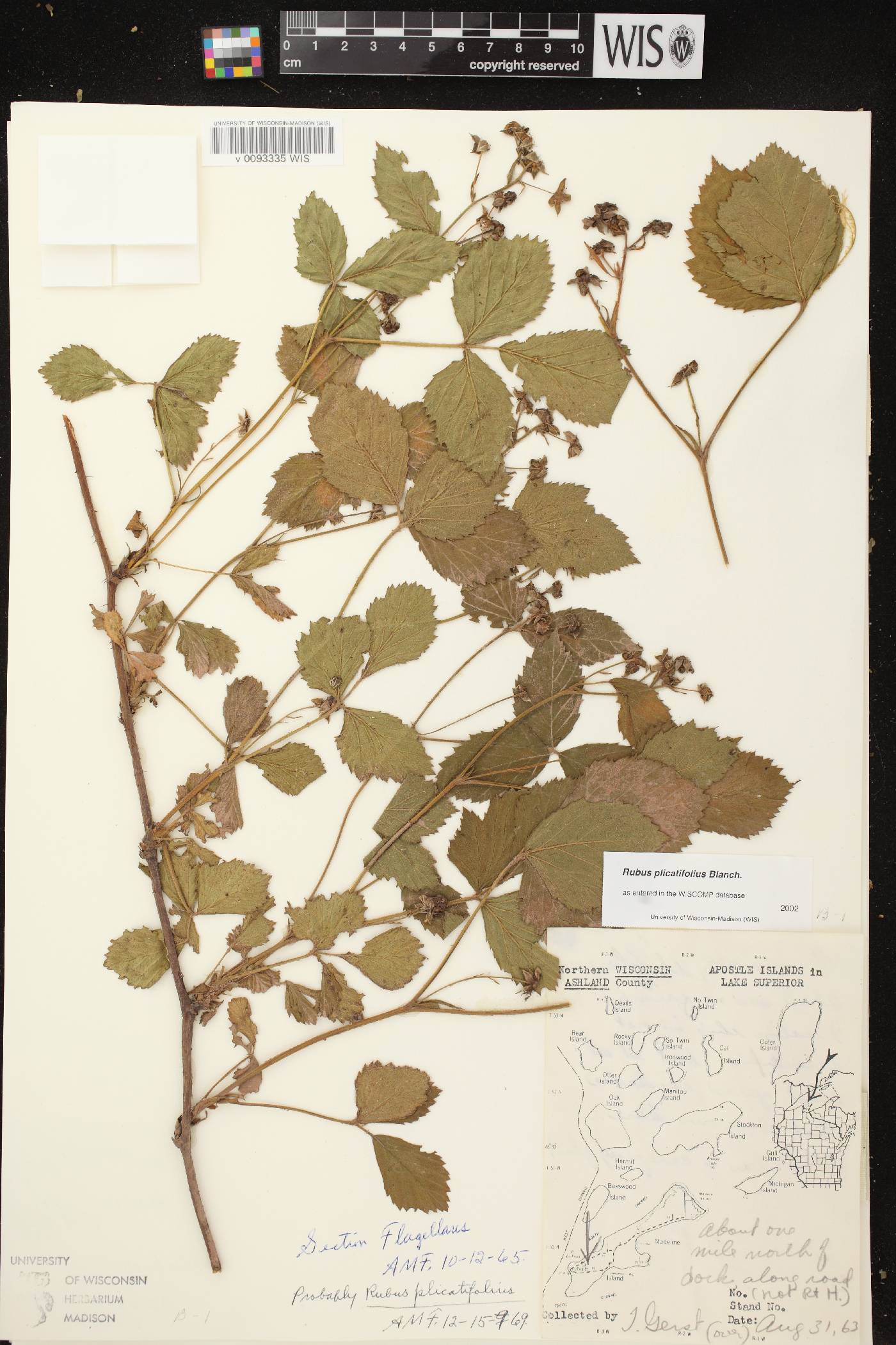 Rubus flagellaris image