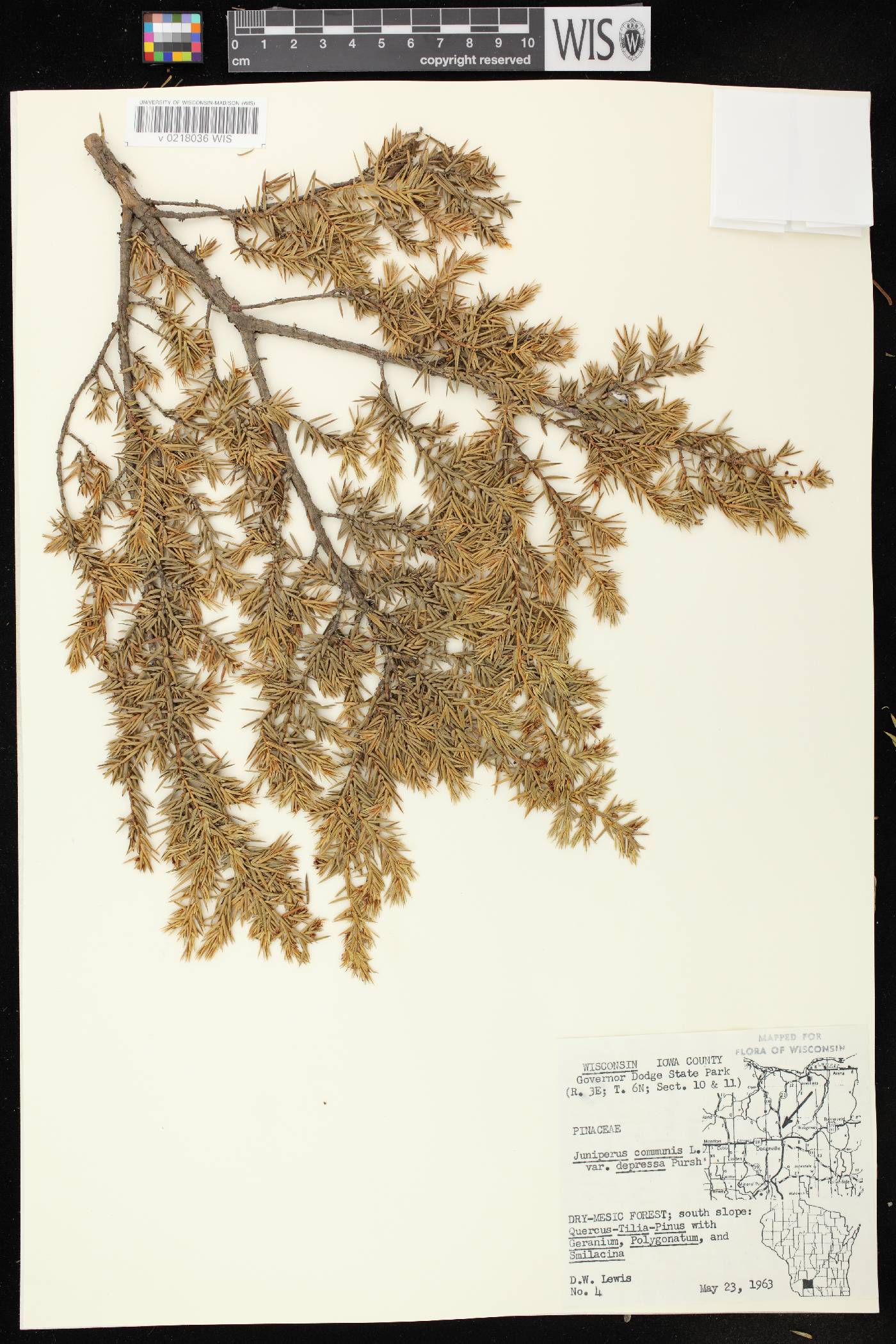 Juniperus communis image