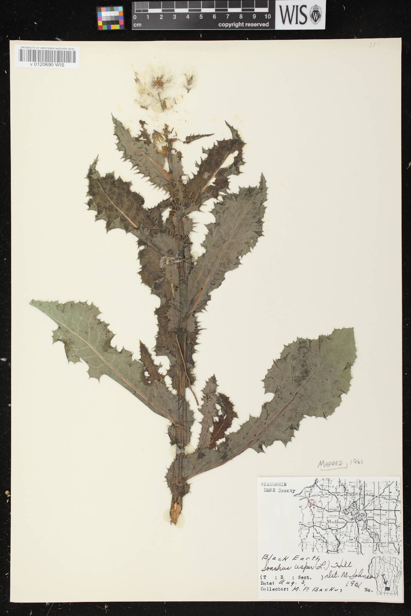 Sonchus asper image