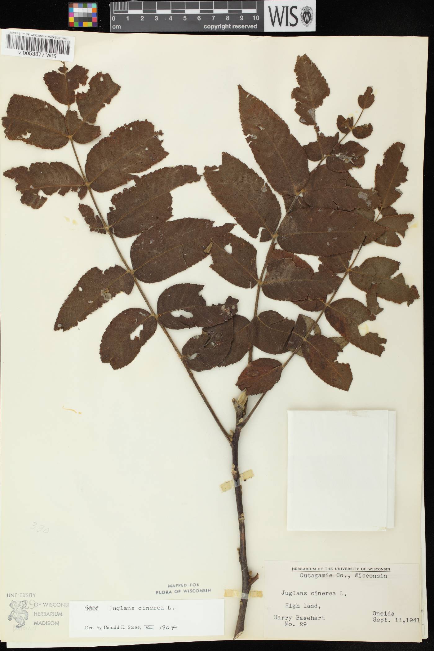 Juglans cinerea image
