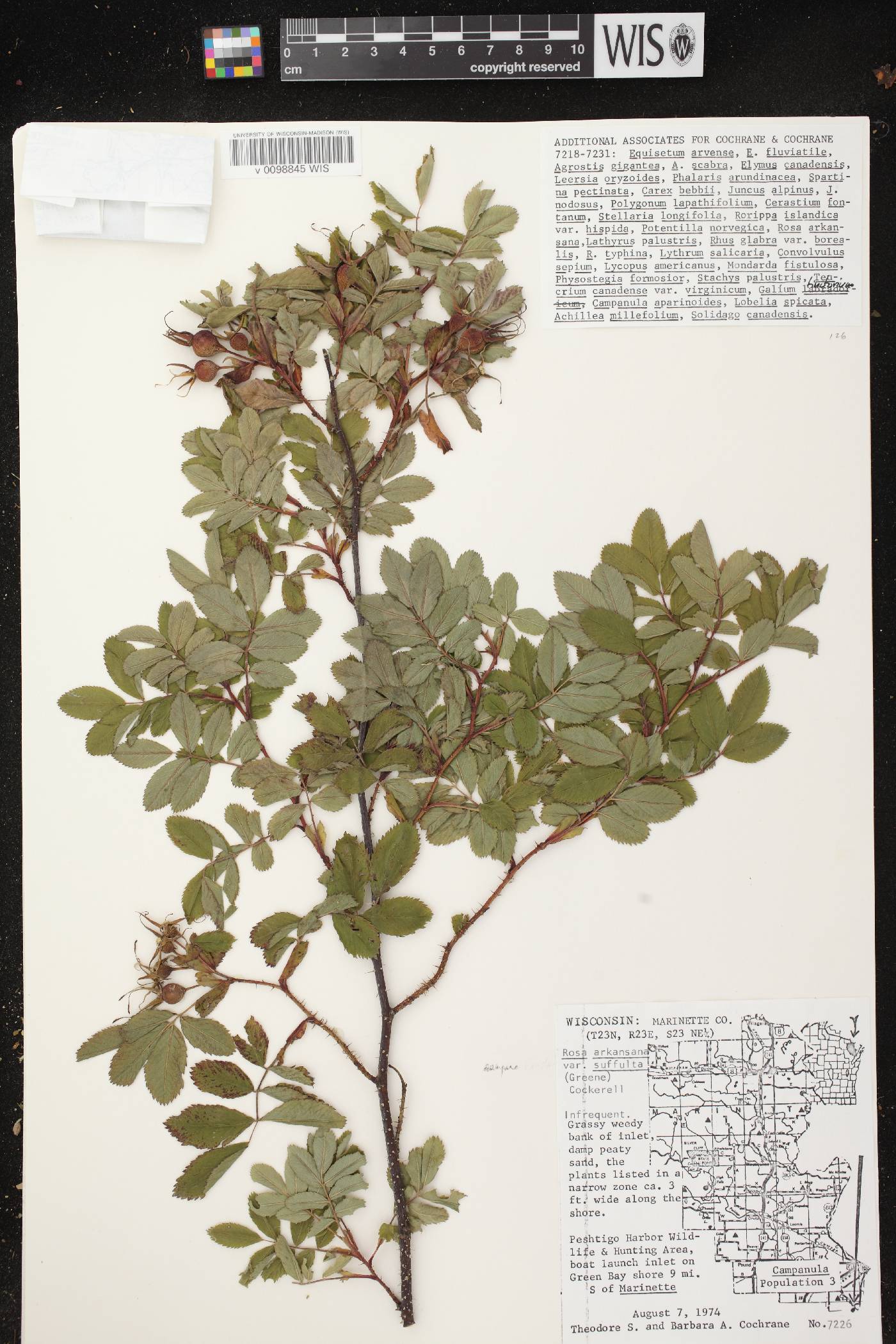 Rosa arkansana image