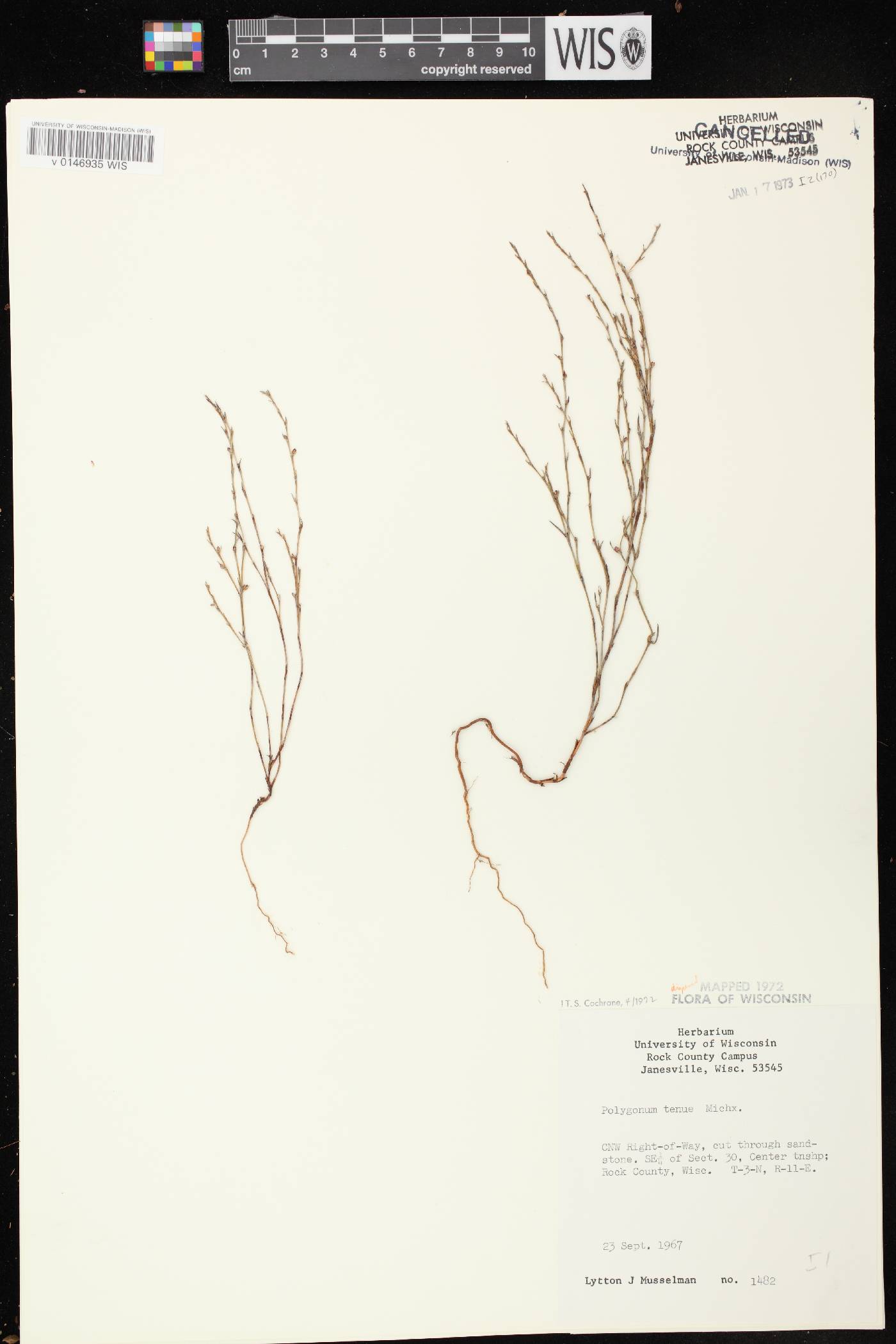 Polygonum tenue image