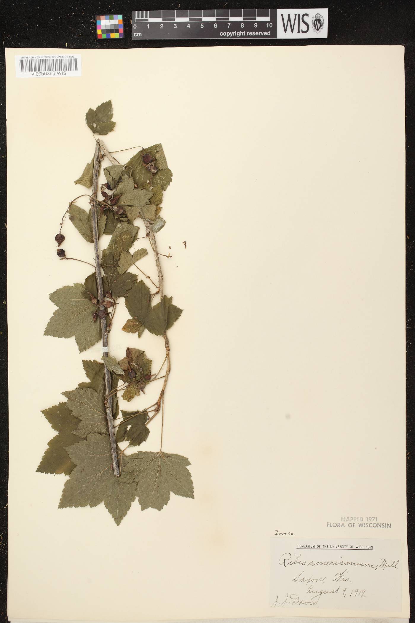 Ribes americanum image