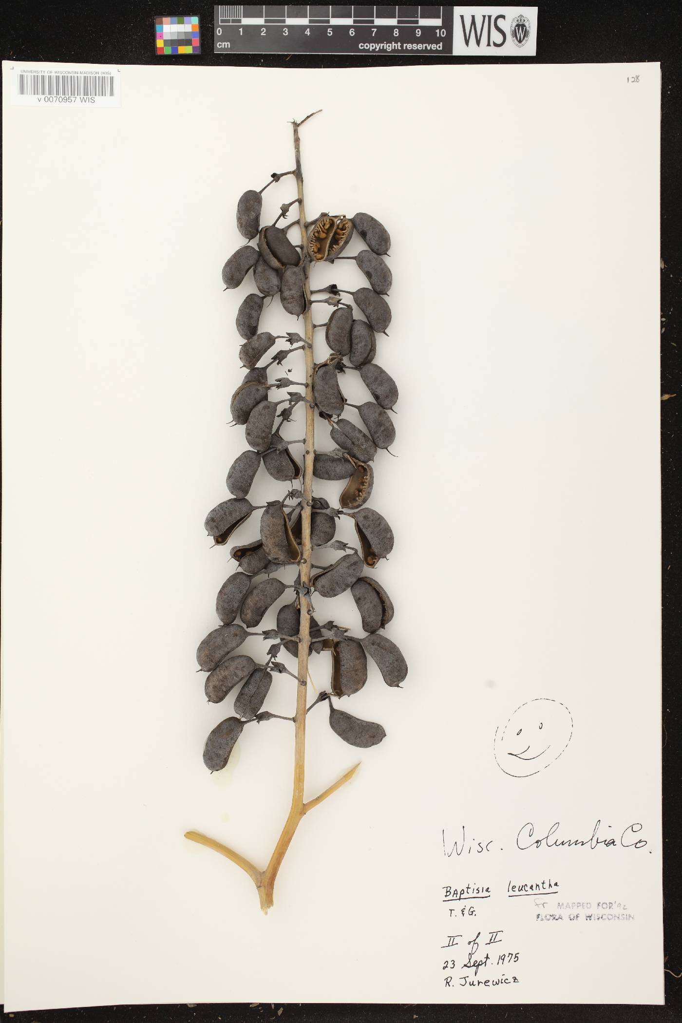 Baptisia lactea image