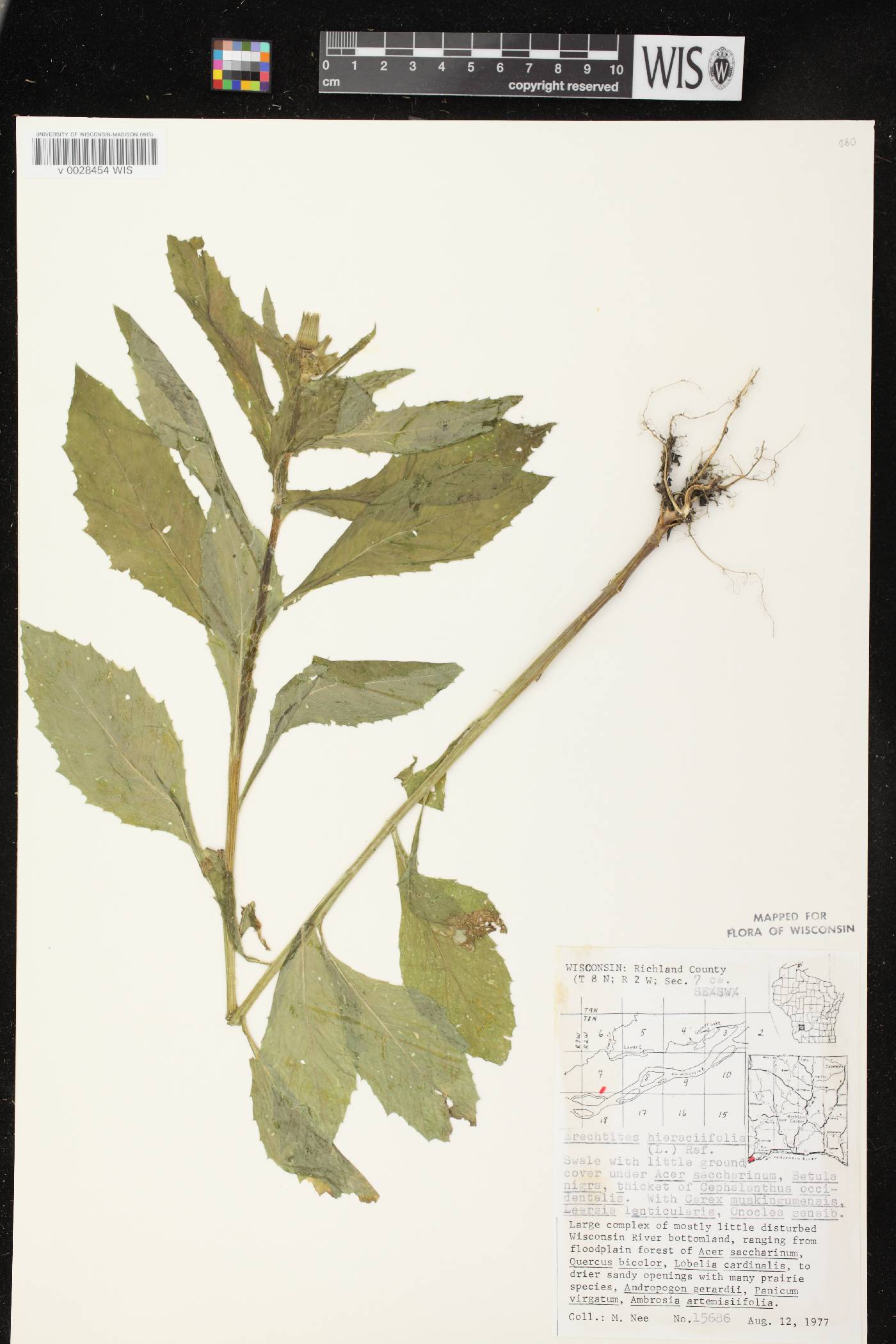 Erechtites hieracifolius image