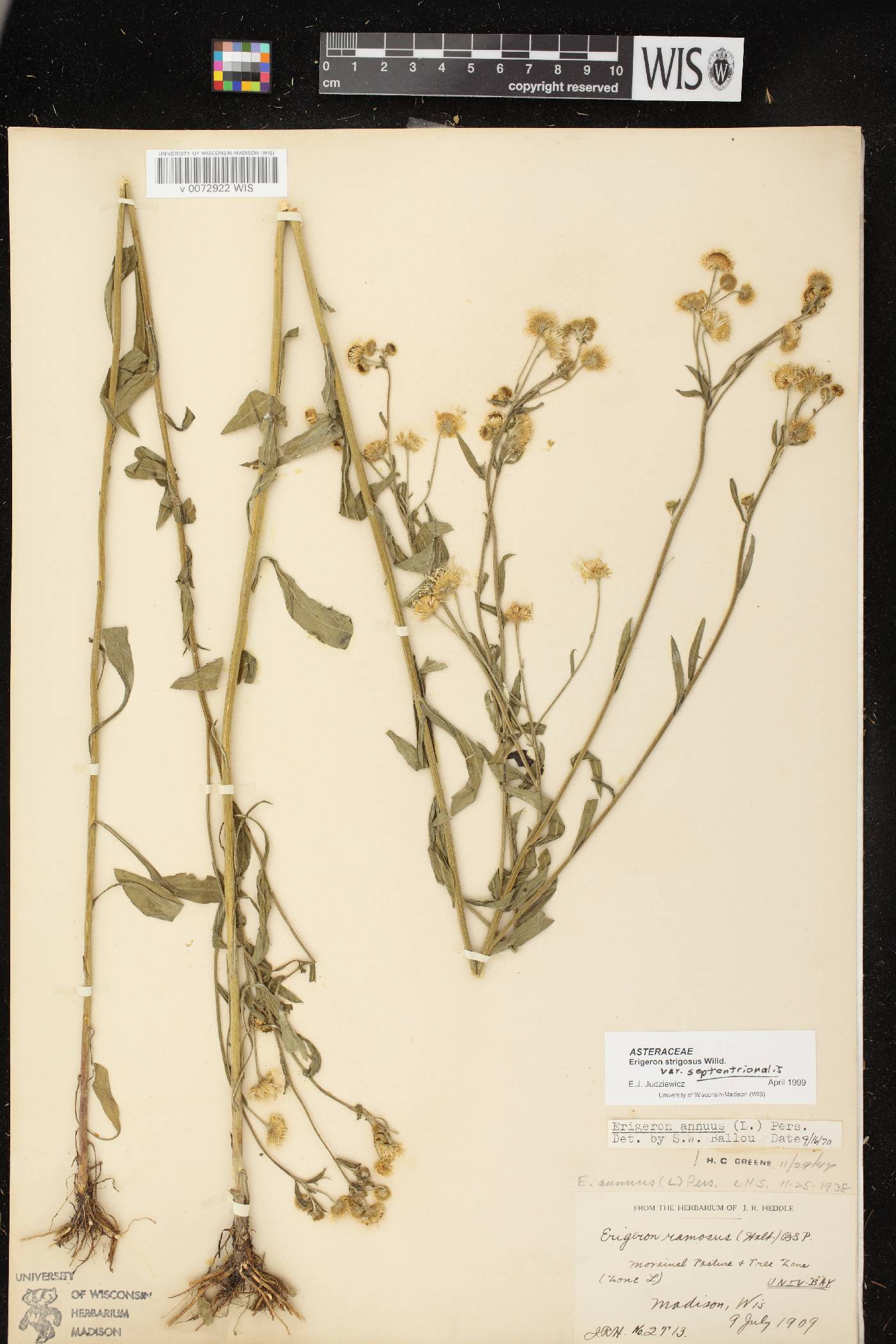 Erigeron strigosus var. septentrionalis image
