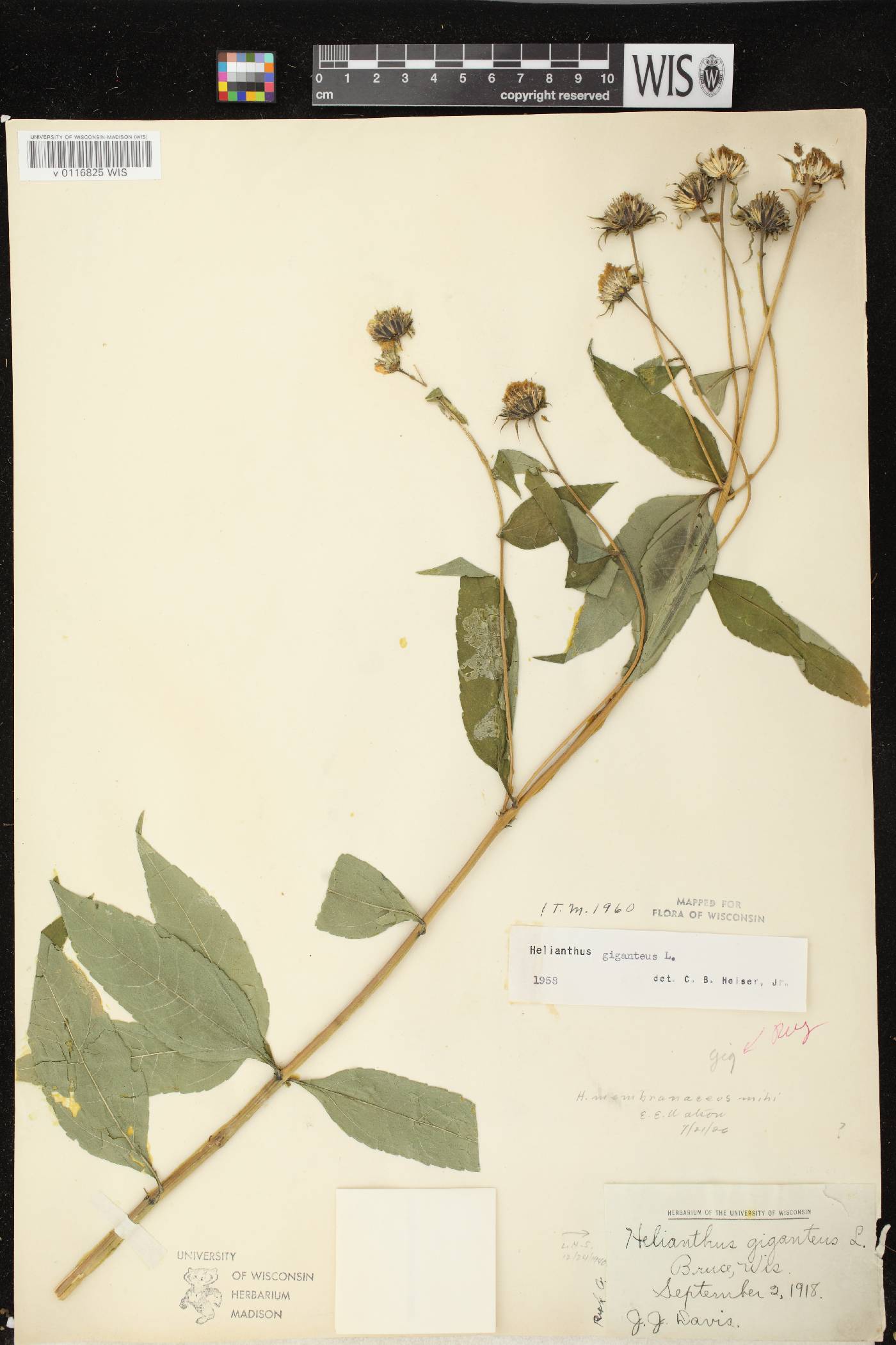 Helianthus giganteus image