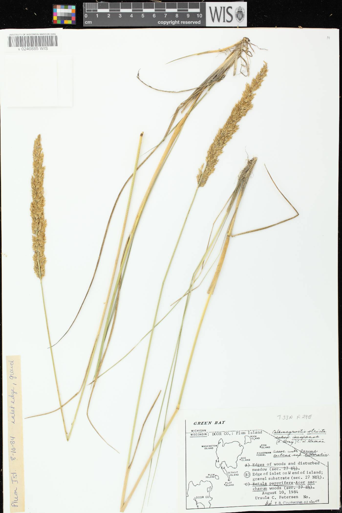 Calamagrostis stricta image