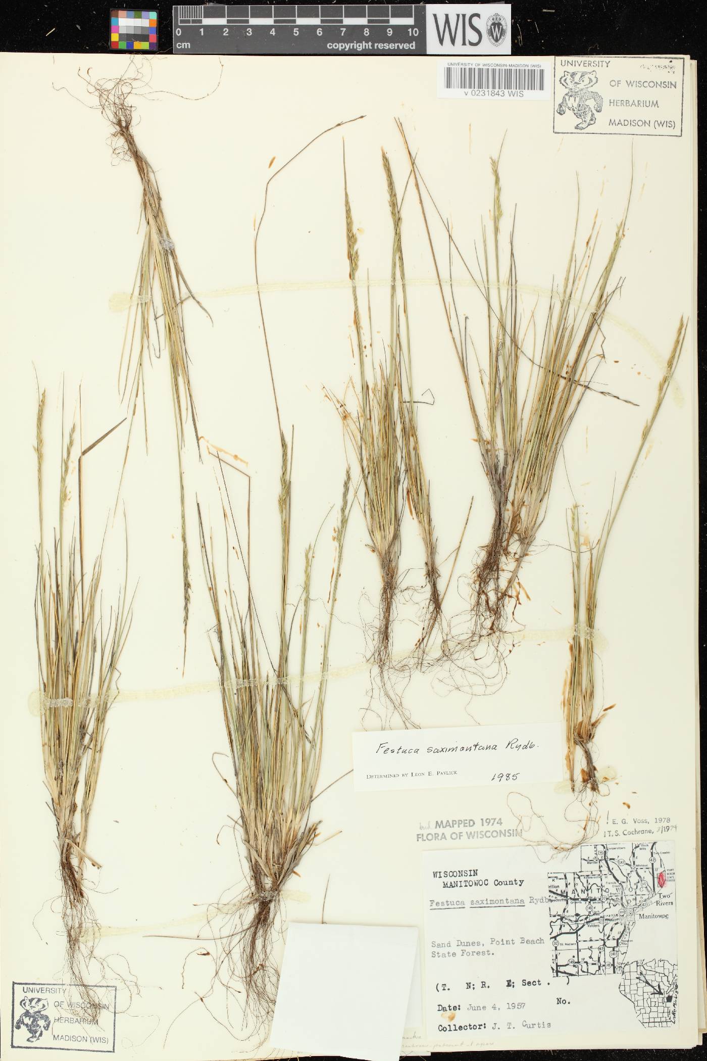 Festuca saximontana subsp. saximontana image