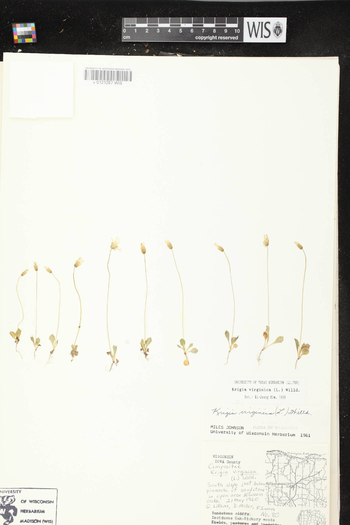 Krigia virginica image