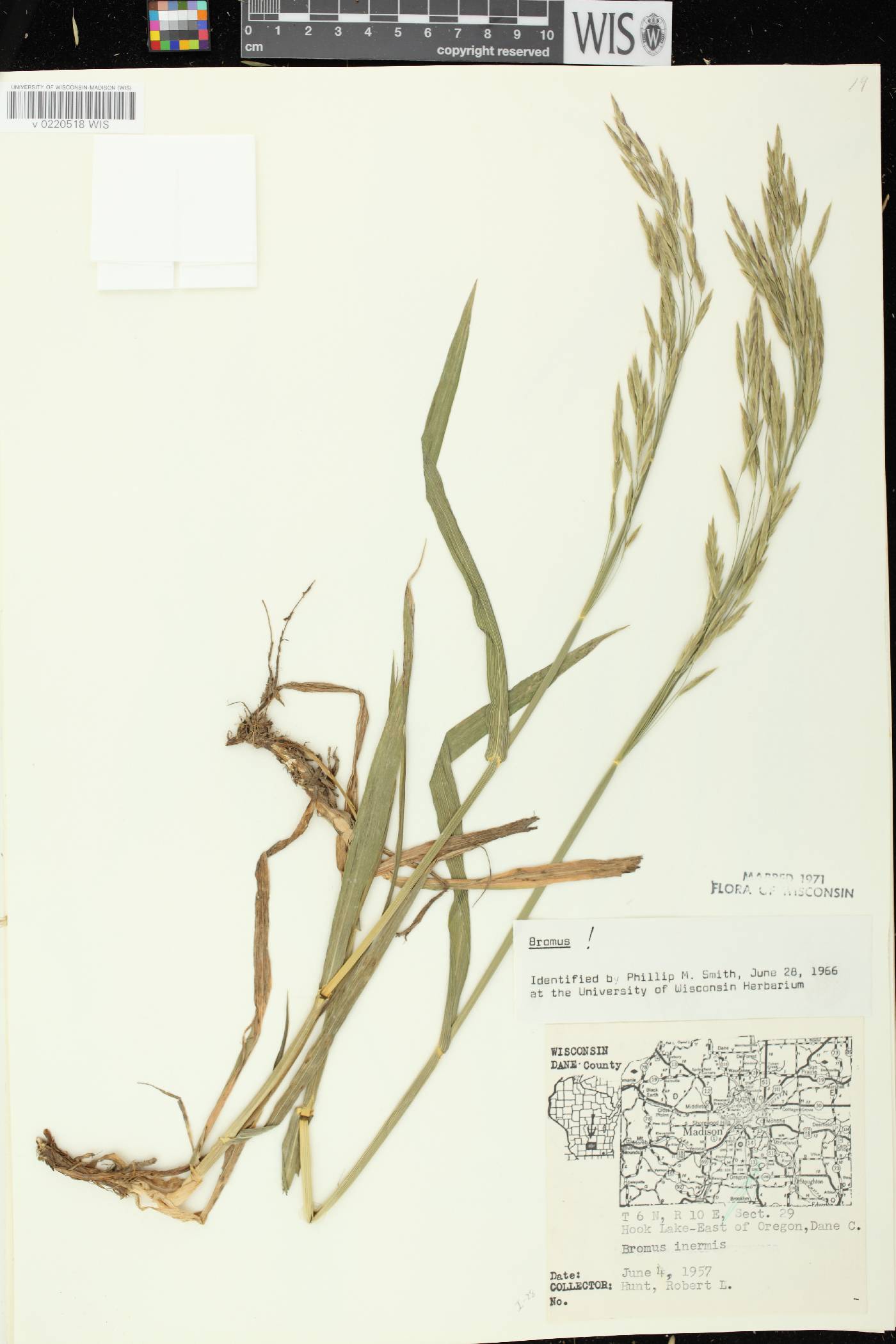 Bromus inermis image