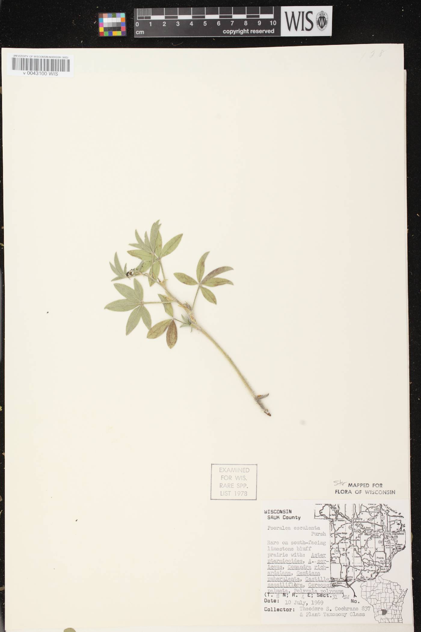 Pediomelum esculentum image